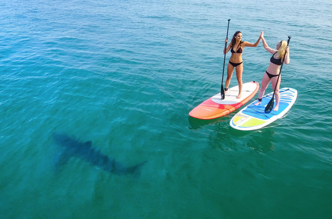 The main thing is not to look down - USA, California, Sea, Girls, Surfing, Shark, The photo, Video