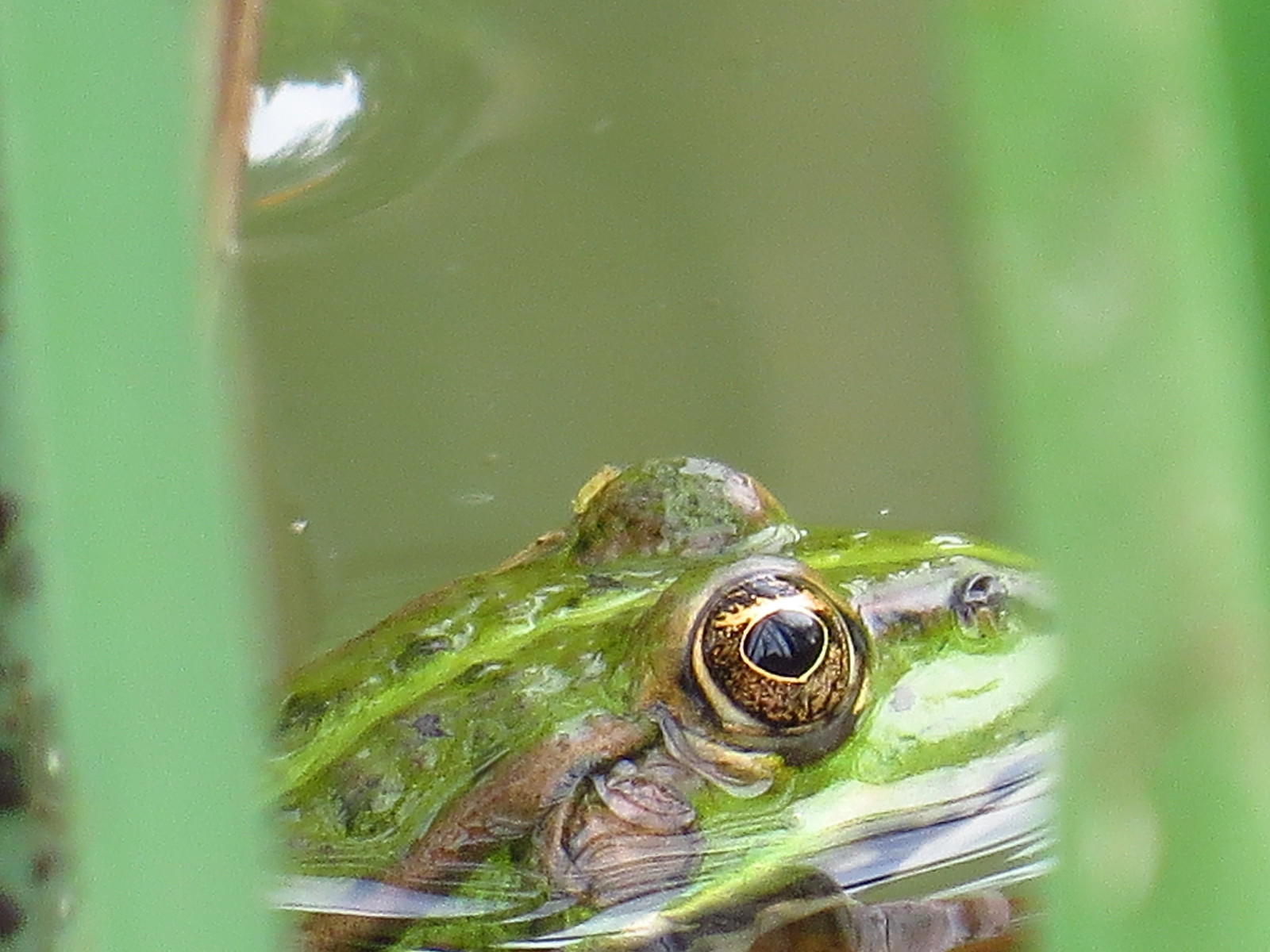 I try in macro - My, Canon, Photographer, My, Insects, Longpost