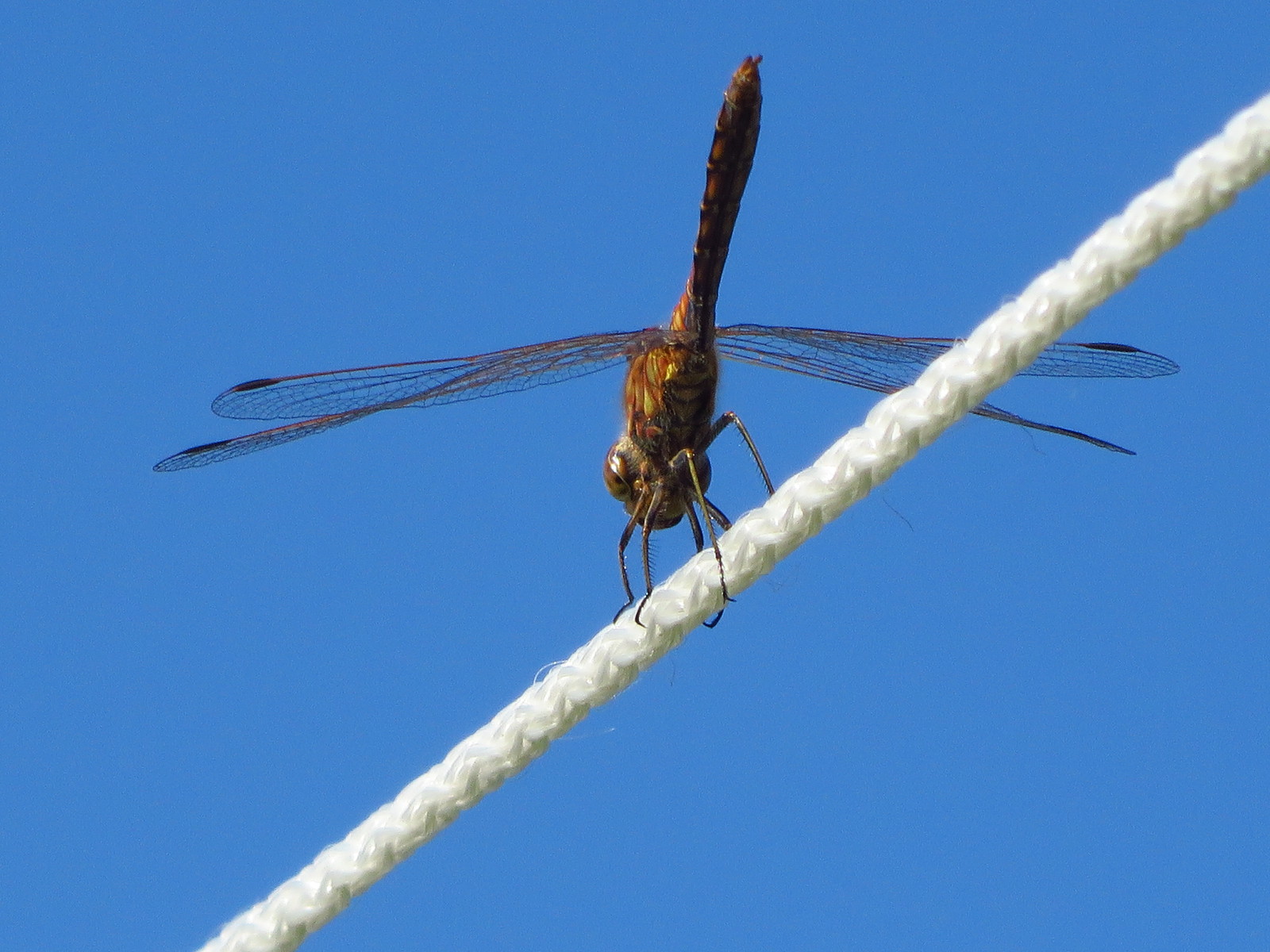 I try in macro - My, Canon, Photographer, My, Insects, Longpost