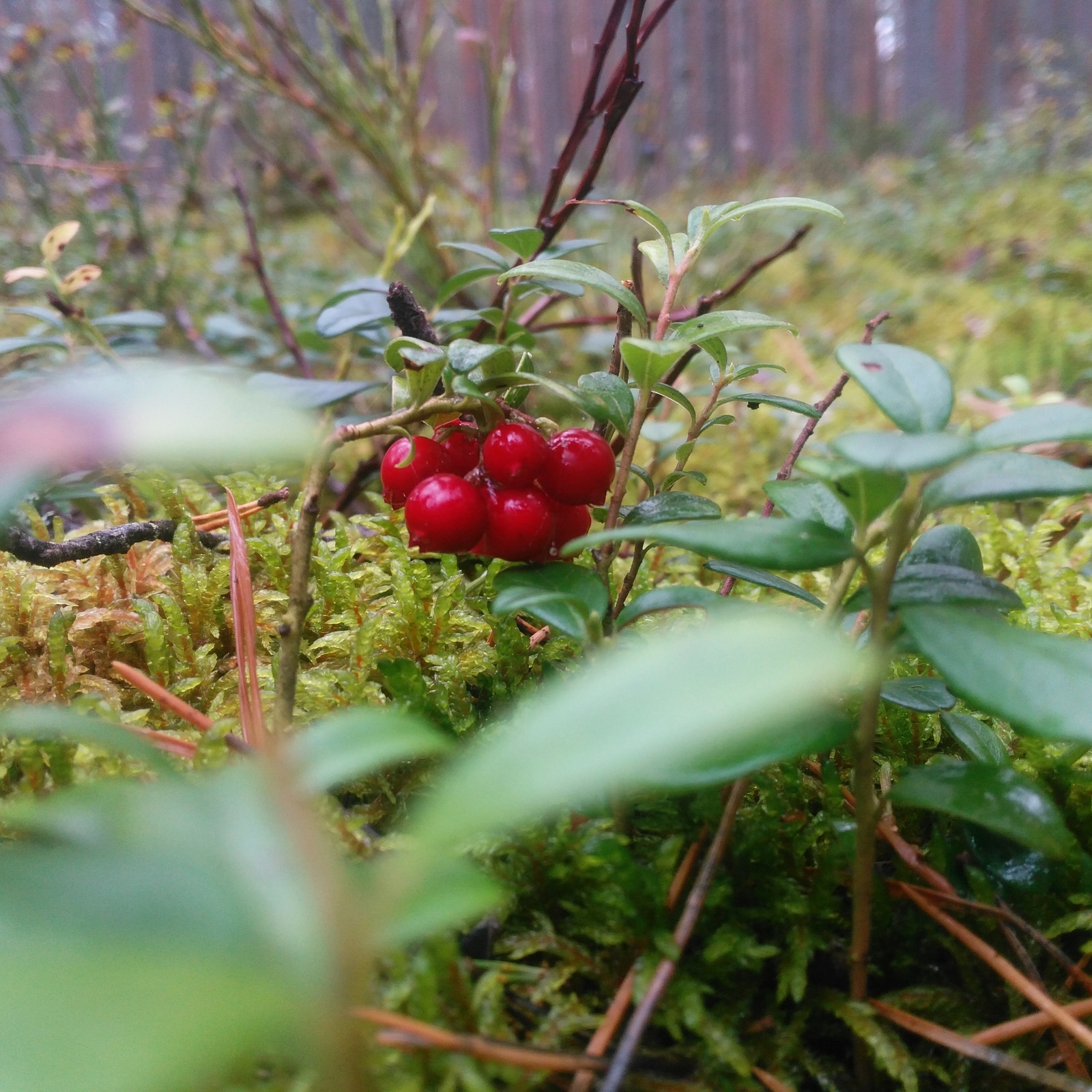 Hunting for mushrooms. - My, Forest, Berries, Mushrooms, Blueberry, Cowberry, Relaxation, Longpost