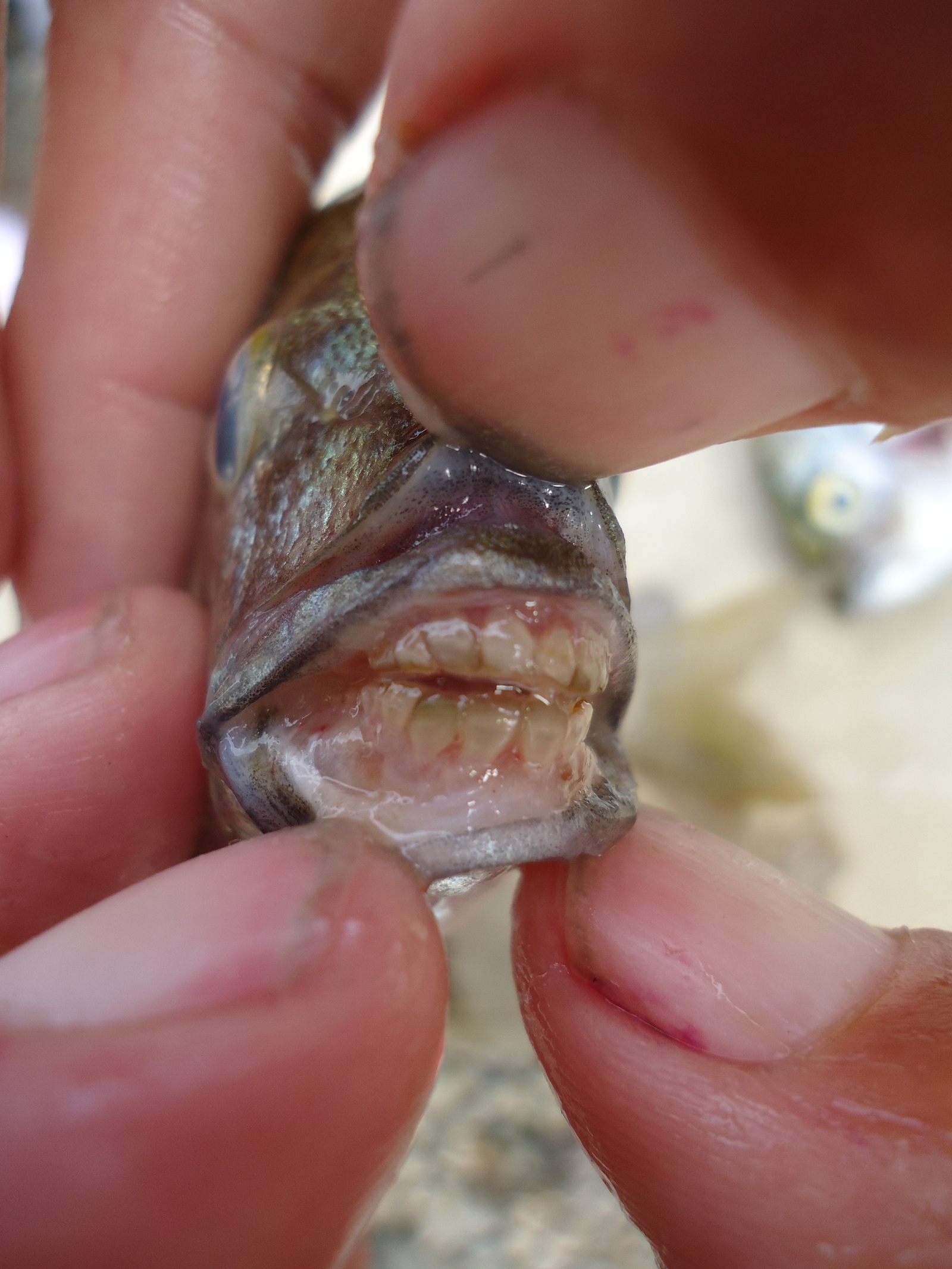 рыба палец фото