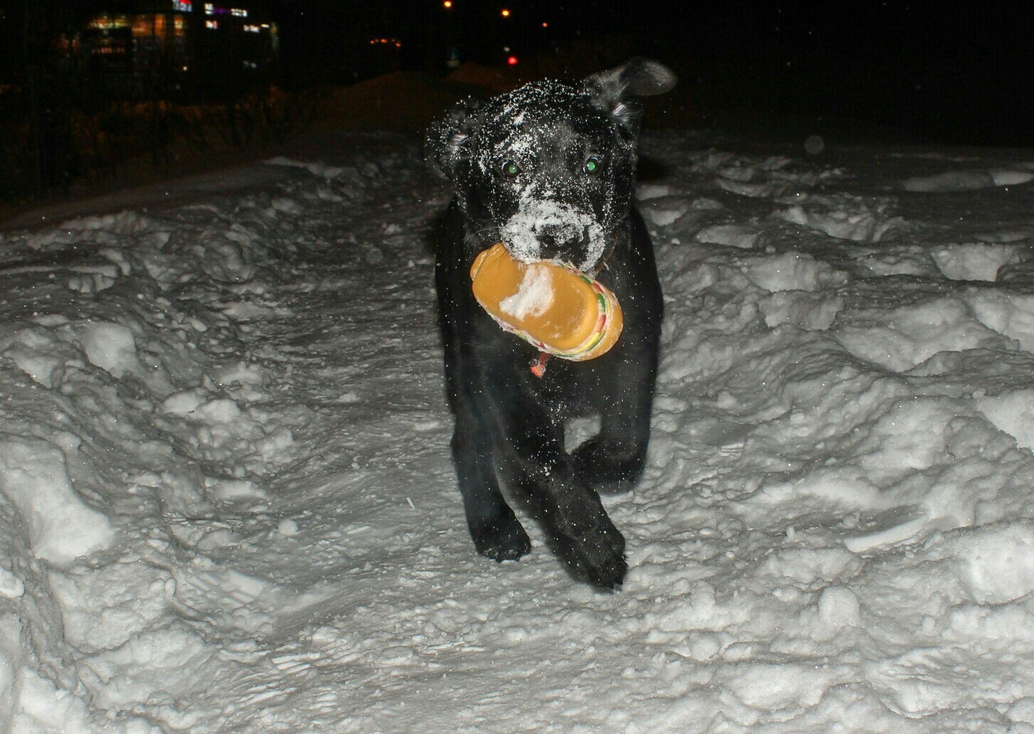 Darth Vader dog version - My, Labrador, Dog, Darth vader, Longpost