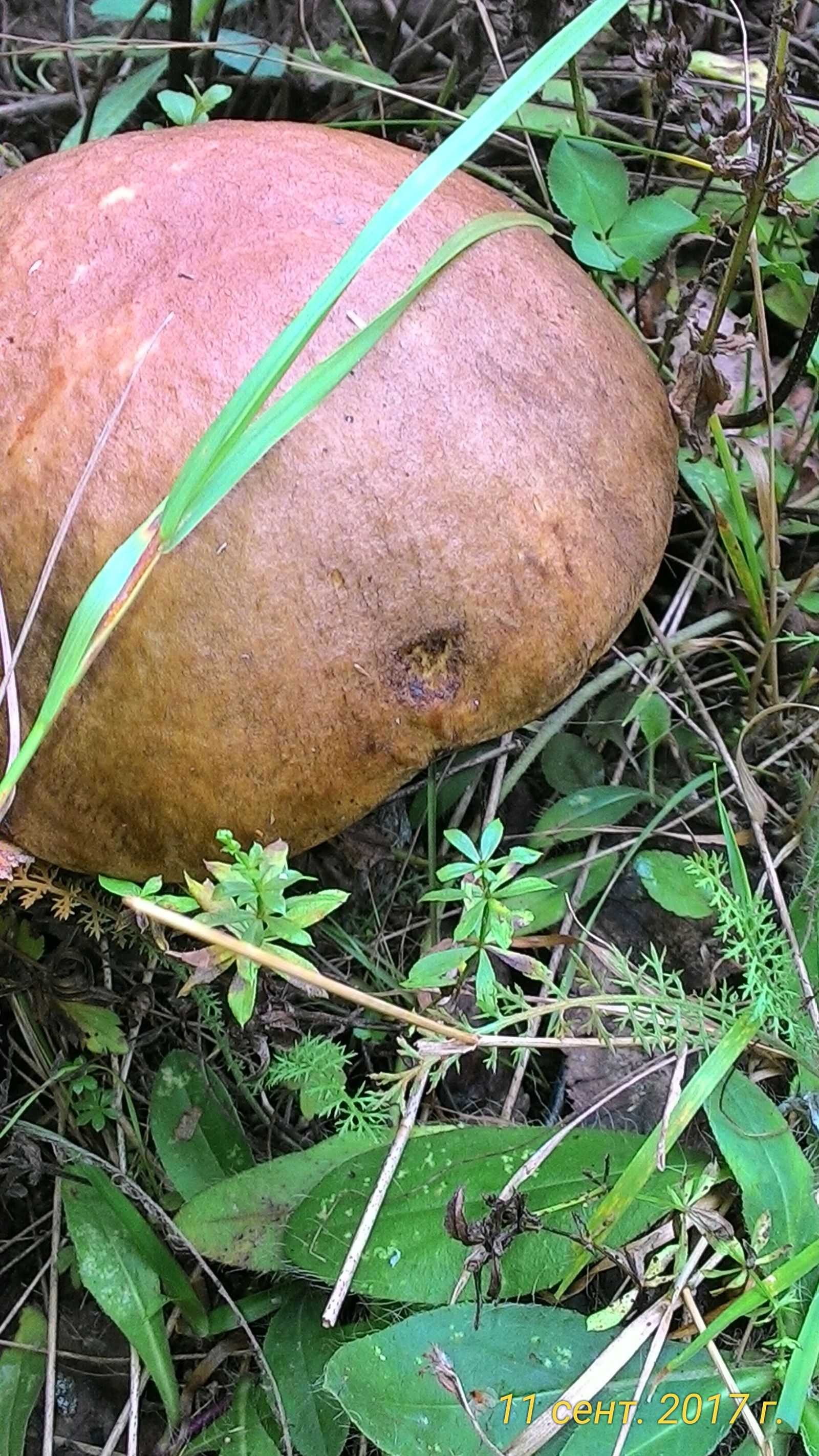 Mushrooms this fall. - My, 2017, Mushrooms, Silent hunt, Longpost