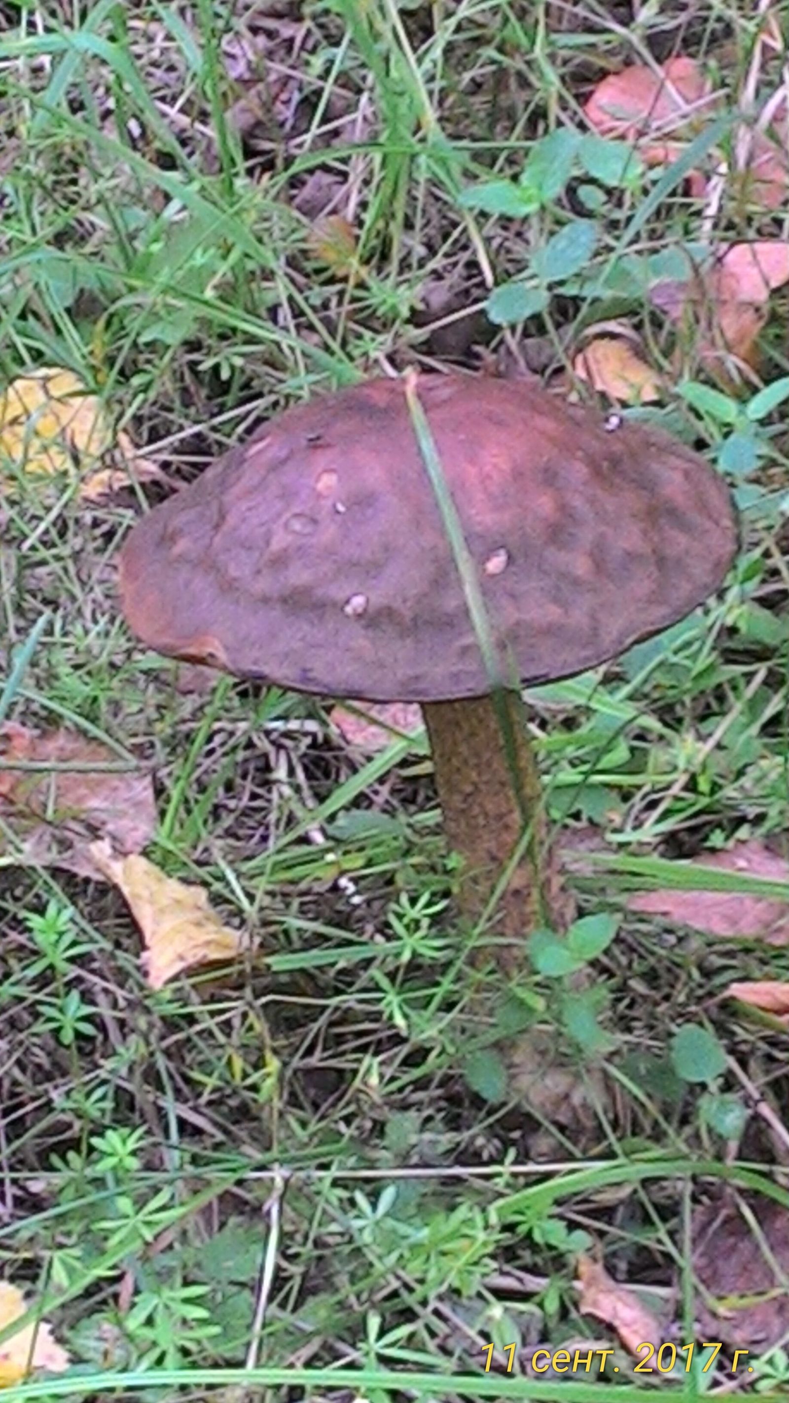 Mushrooms this fall. - My, 2017, Mushrooms, Silent hunt, Longpost