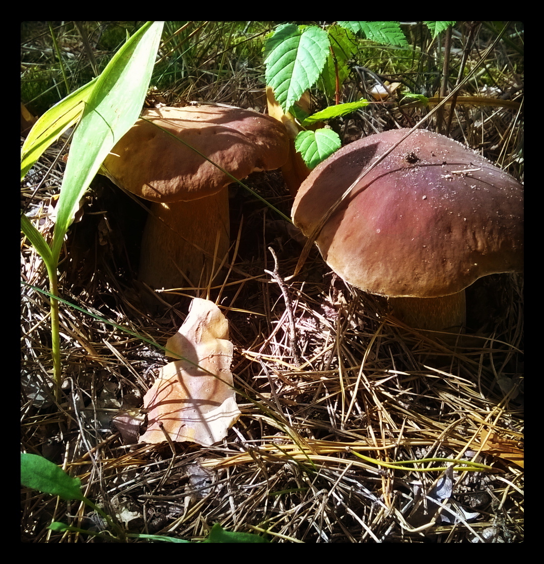 And our mushroom season has begun (Kyiv region, Ukraine) - My, Mushrooms, , Forest, Silent hunt, Longpost