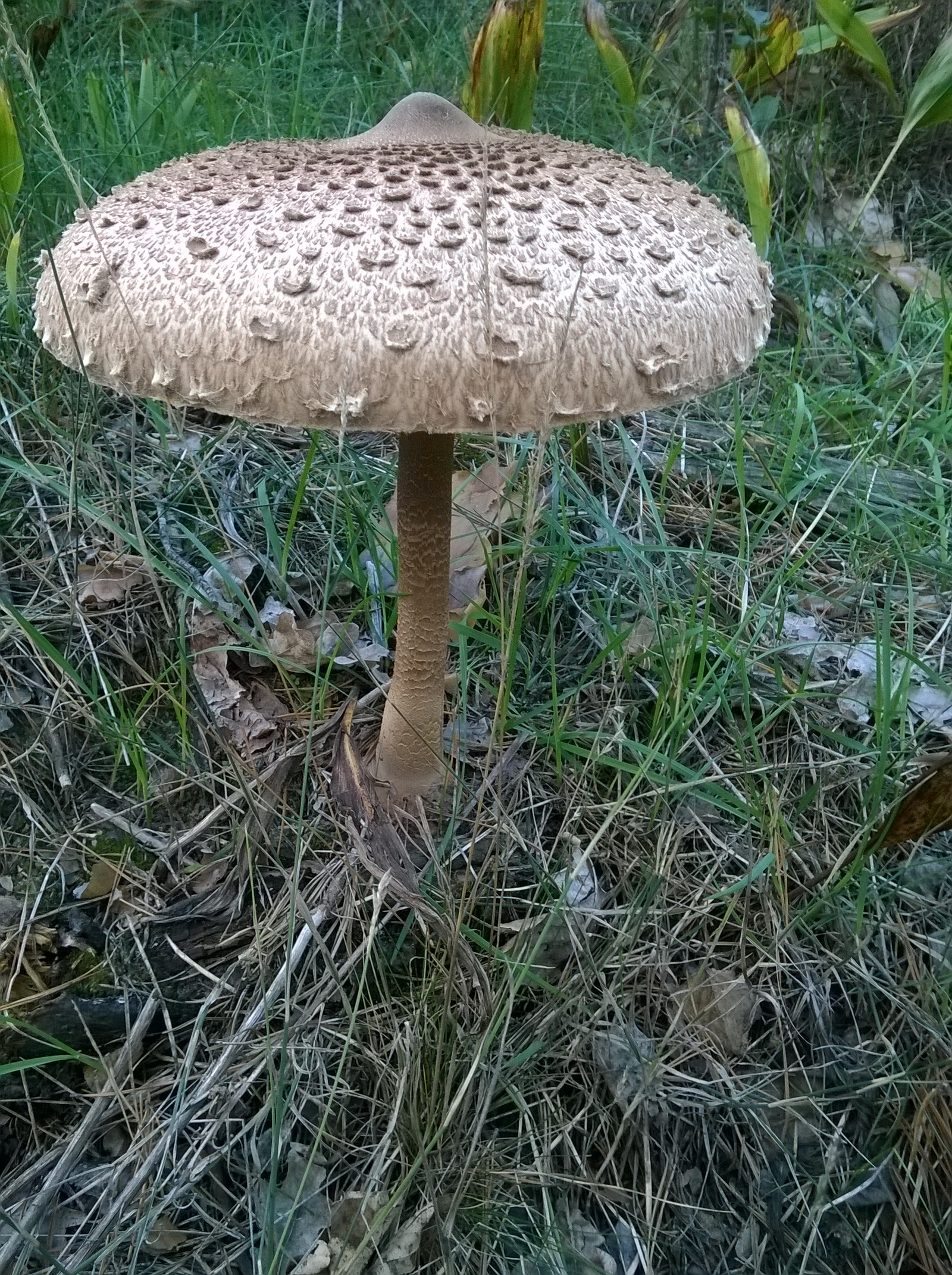 And our mushroom season has begun (Kyiv region, Ukraine) - My, Mushrooms, , Forest, Silent hunt, Longpost