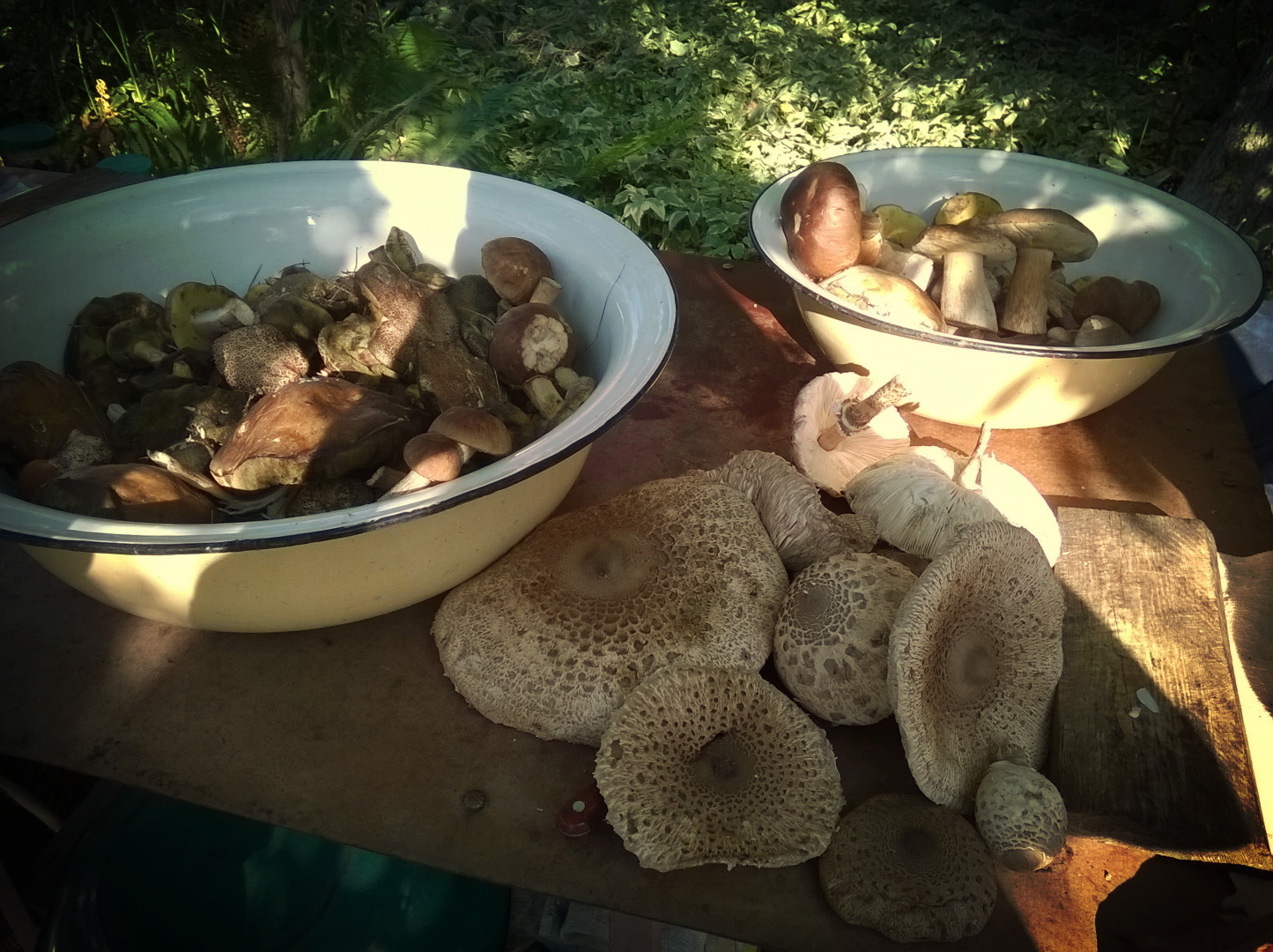 And our mushroom season has begun (Kyiv region, Ukraine) - My, Mushrooms, , Forest, Silent hunt, Longpost