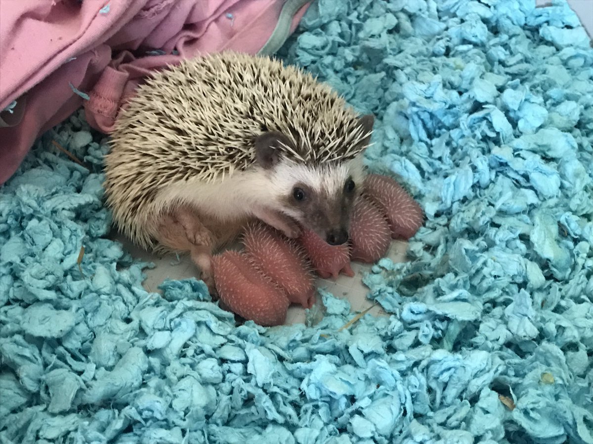 Hedgehog post :) - The photo, Animals, Hedgehog, Young