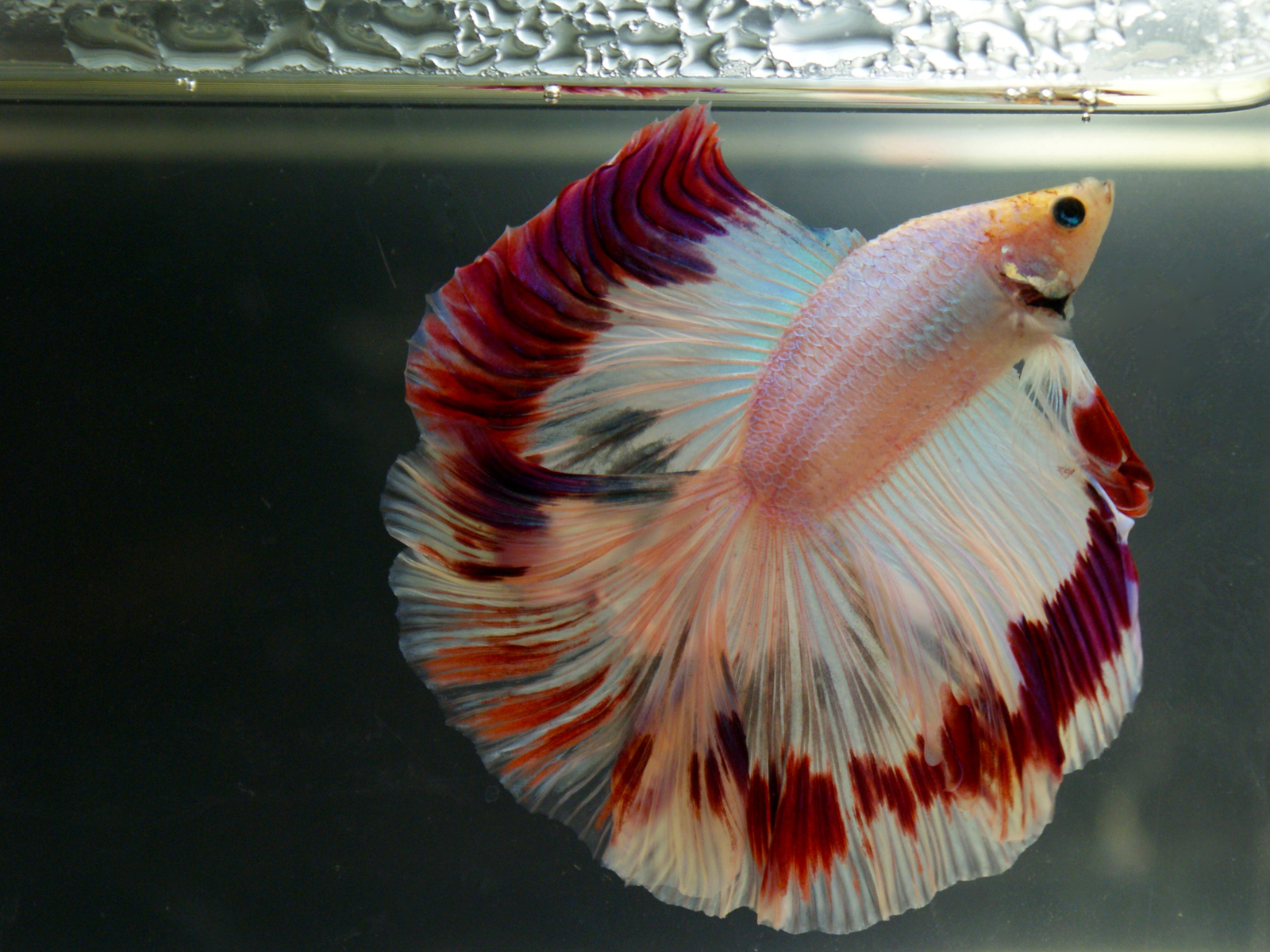 A brief overview of Betta splendens - Aquarium, Cockerel fish, Longpost