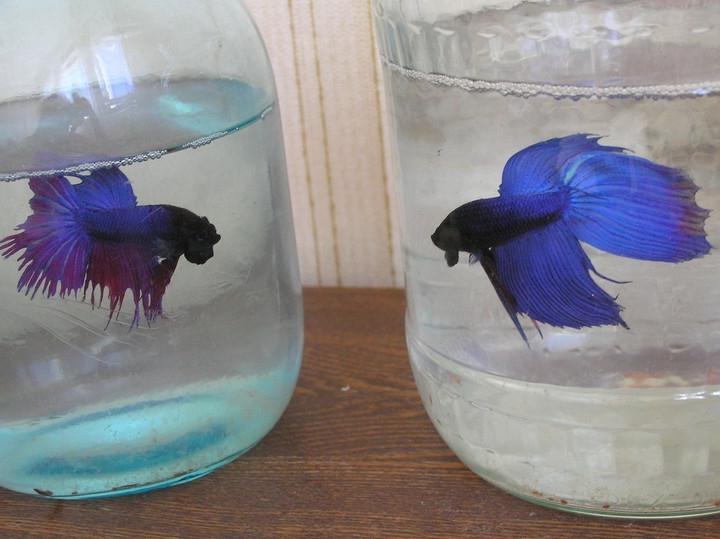 A brief overview of Betta splendens - Aquarium, Cockerel fish, Longpost