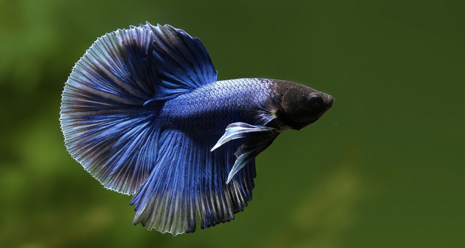 A brief overview of Betta splendens - Aquarium, Cockerel fish, Longpost