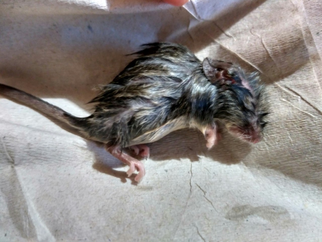 A new friend, or about my compassion - My, Mouse, Water, The rescue, Video, GIF, Longpost