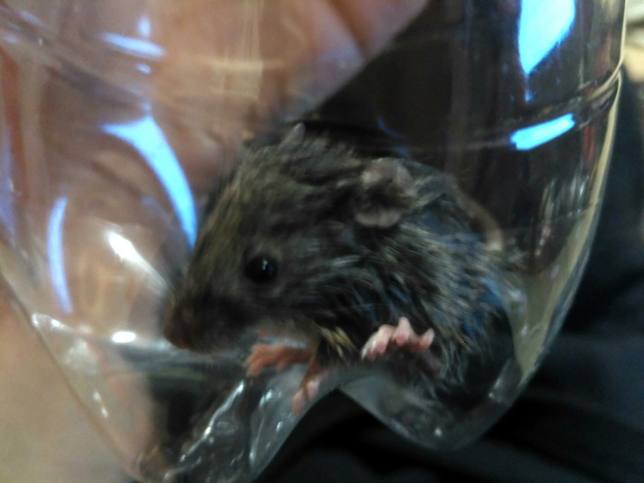 A new friend, or about my compassion - My, Mouse, Water, The rescue, Video, GIF, Longpost