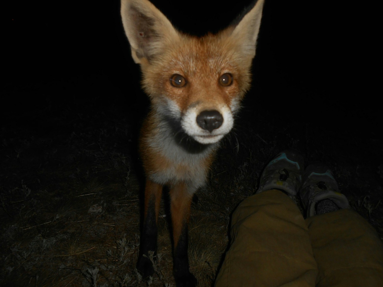 Red explorer - Fox, Milota, Medveditskaya ridge, Post #7056588, Longpost, Fox cubs