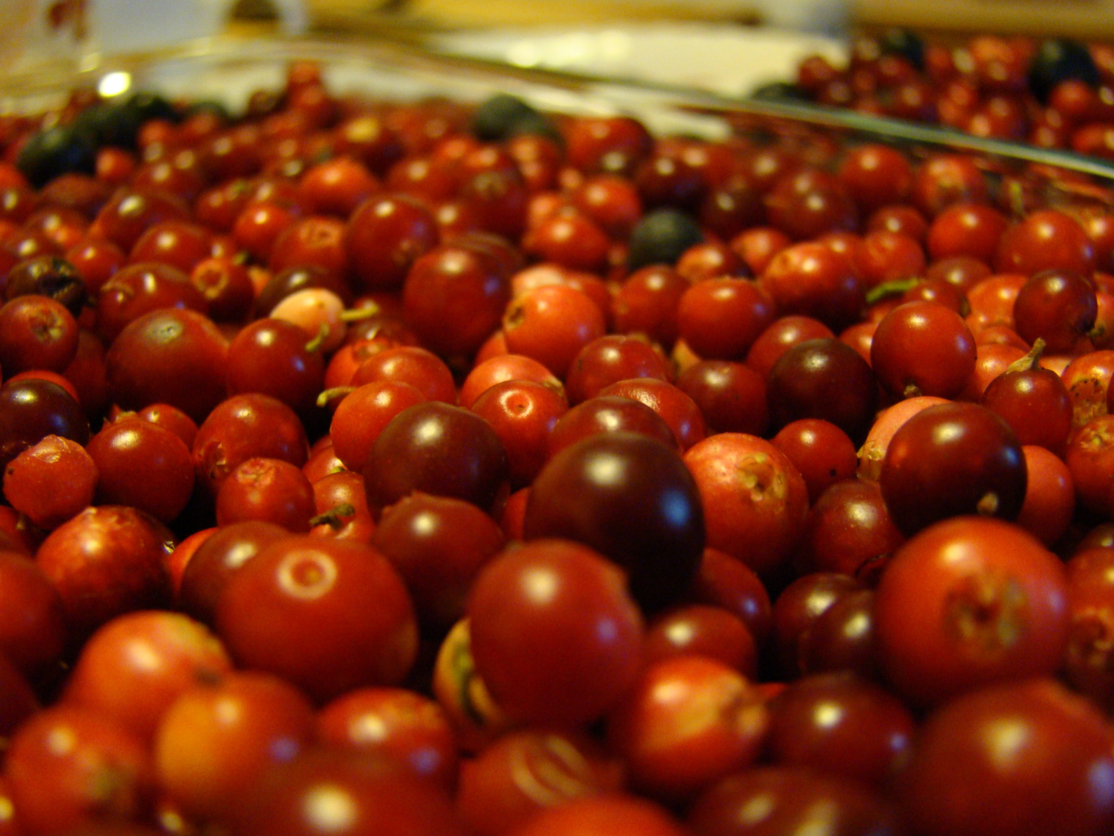 Autumn harvest - My, Cowberry, Harvest, Berries, Autumn, Yummy, cat, Longpost