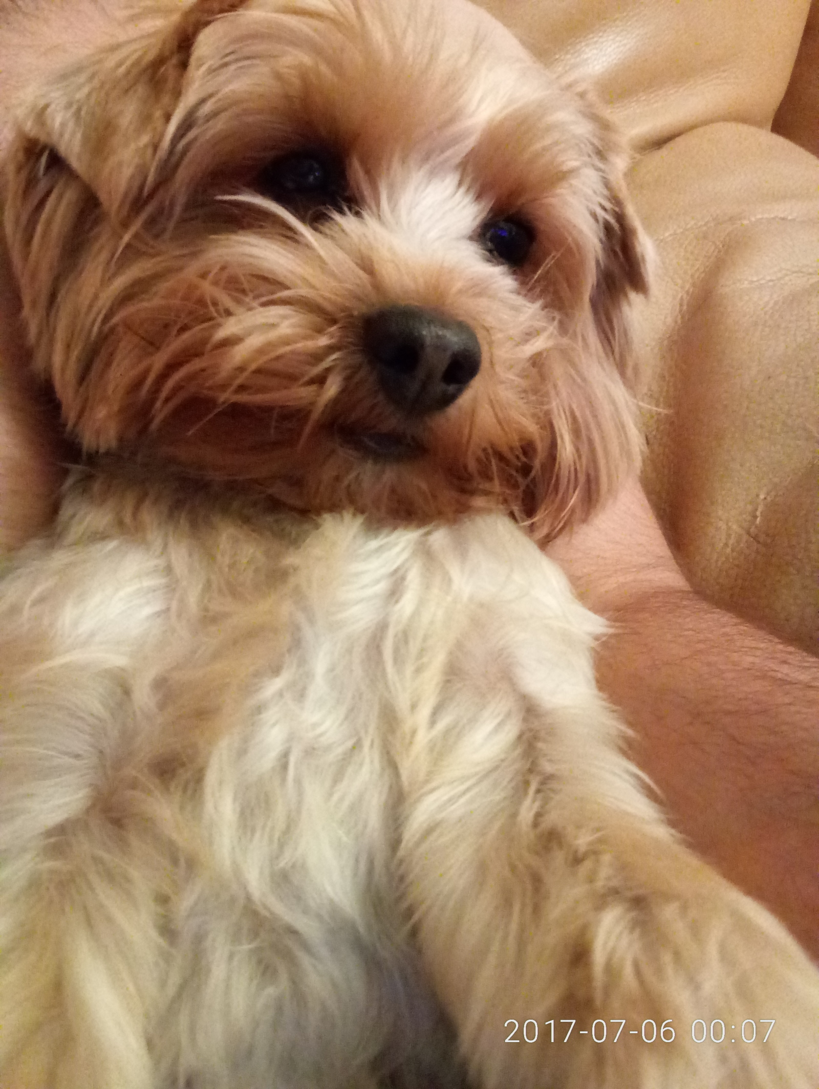 Moscow region, Shcherbinki, Butovo park 2 - My, The dog is missing, Help, Lost, Longpost, Yorkshire Terrier, Dog