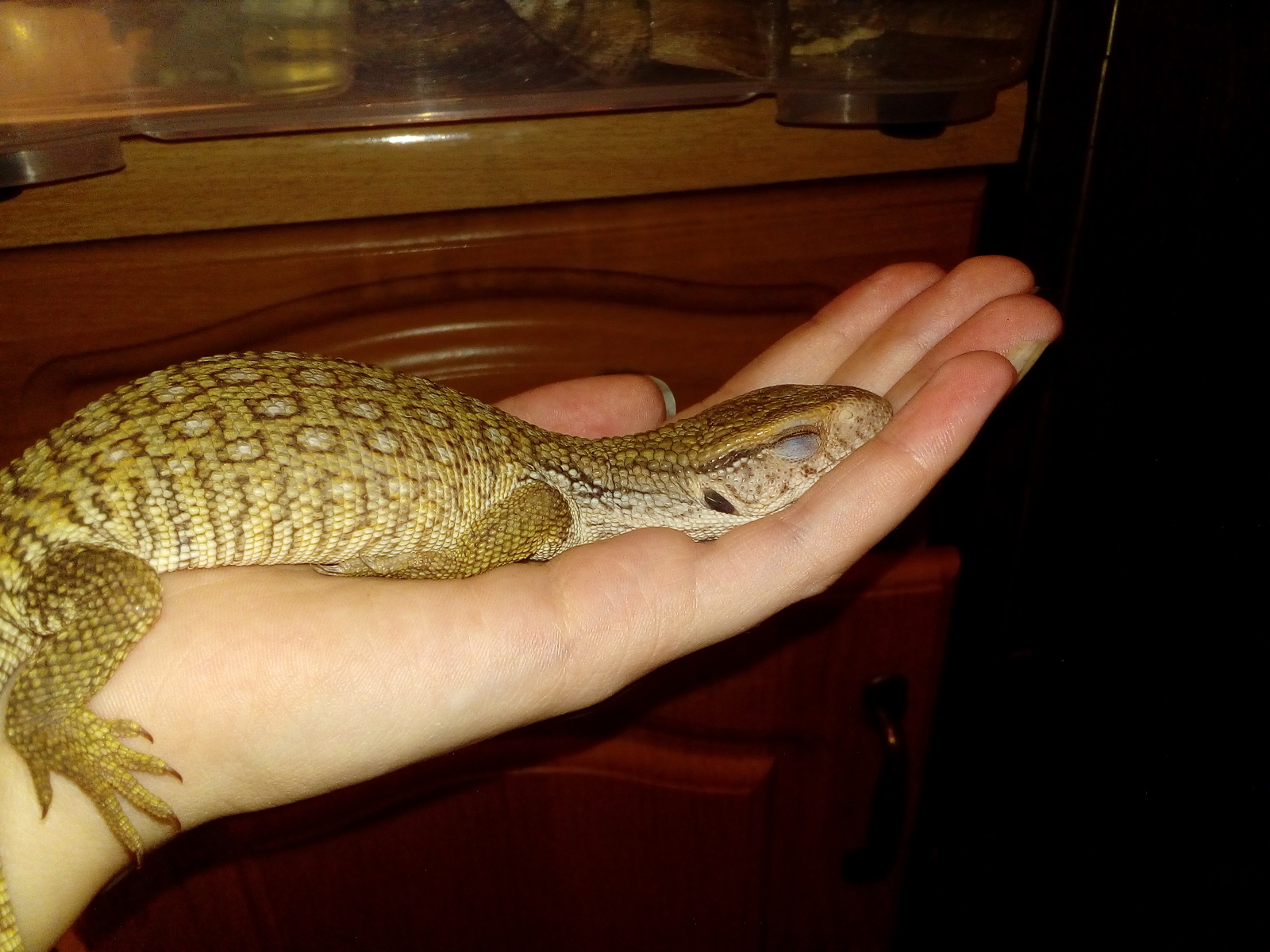 House dragon - My, Cape monitor lizard, Terrariumistics, Pets, Monitor lizard, Longpost