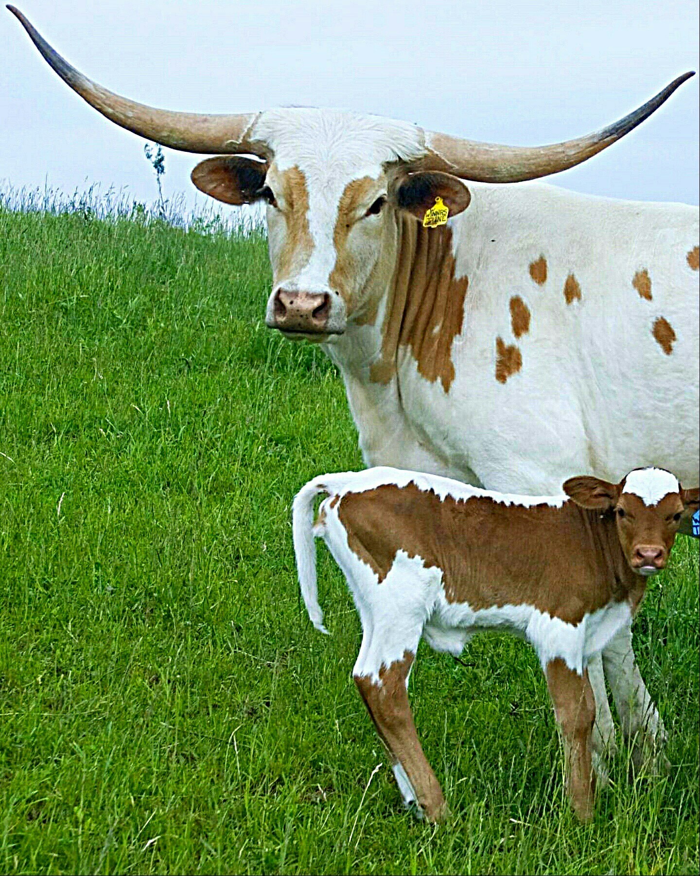 horned cow - Cow, Horns