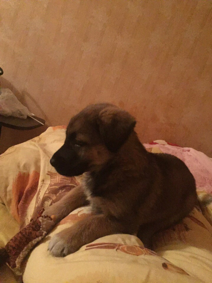 Again I am looking for owners for a puppy - I'll give it to good hands, Moscow, Mytischi, In good hands, Longpost, Dog, Help, Helping animals