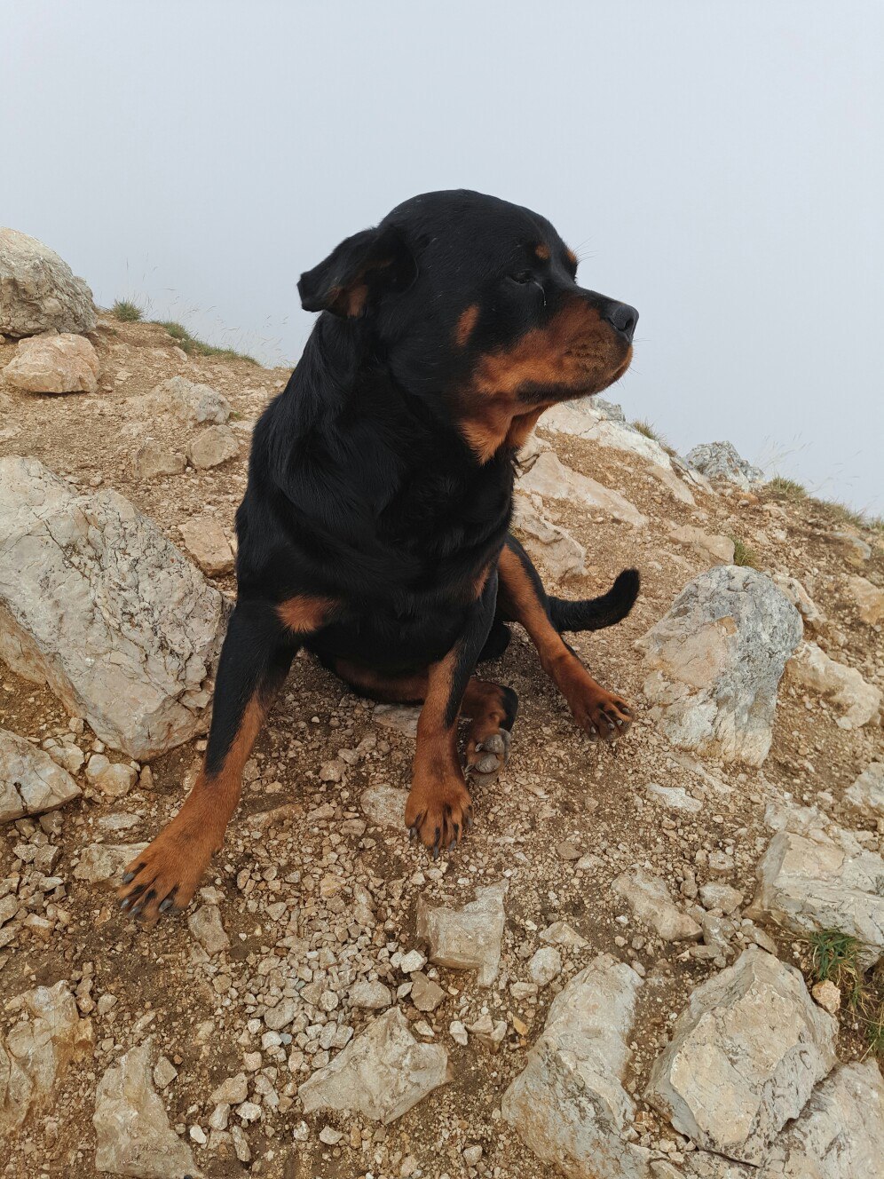 An unexpected companion - My, Dog, superdog, Fellow travelers, Good boy, The mountains, King of the hill, Montenegro, Longpost