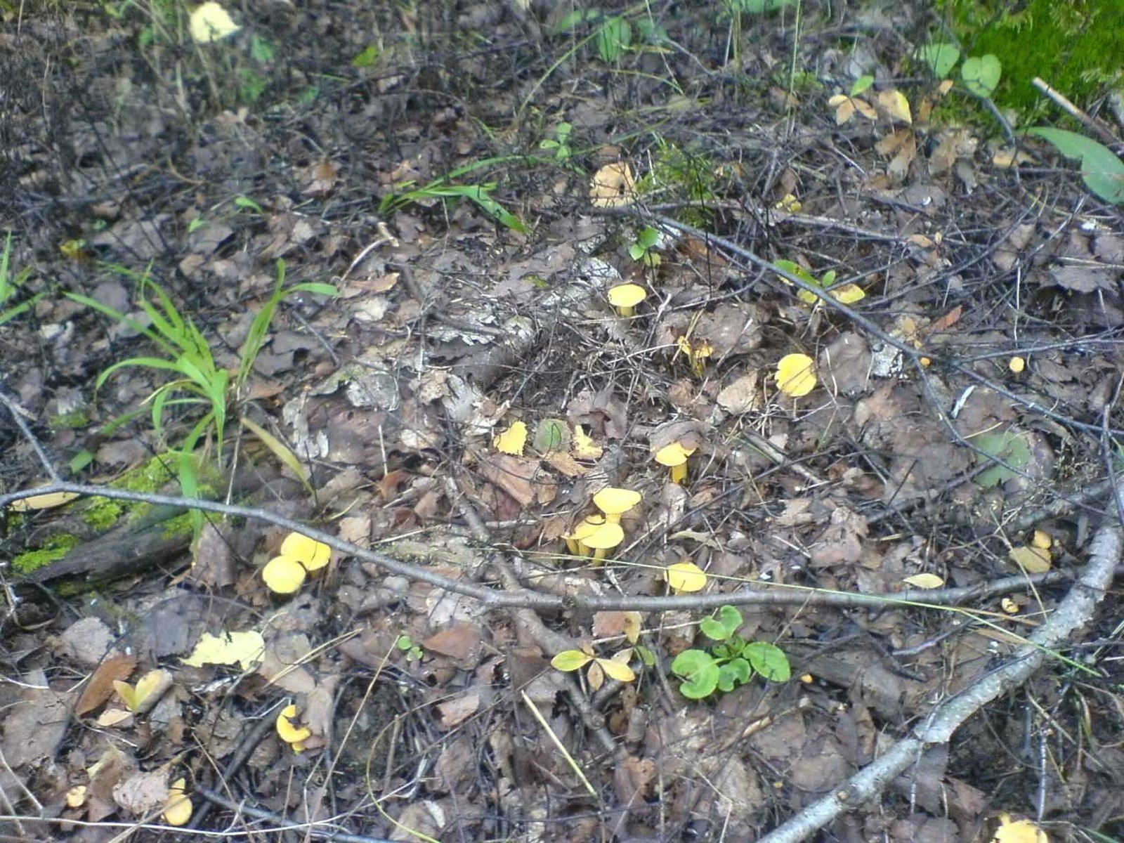 Some mushrooms, in your feed. - Mushrooms, Silent hunt, Food, Longpost