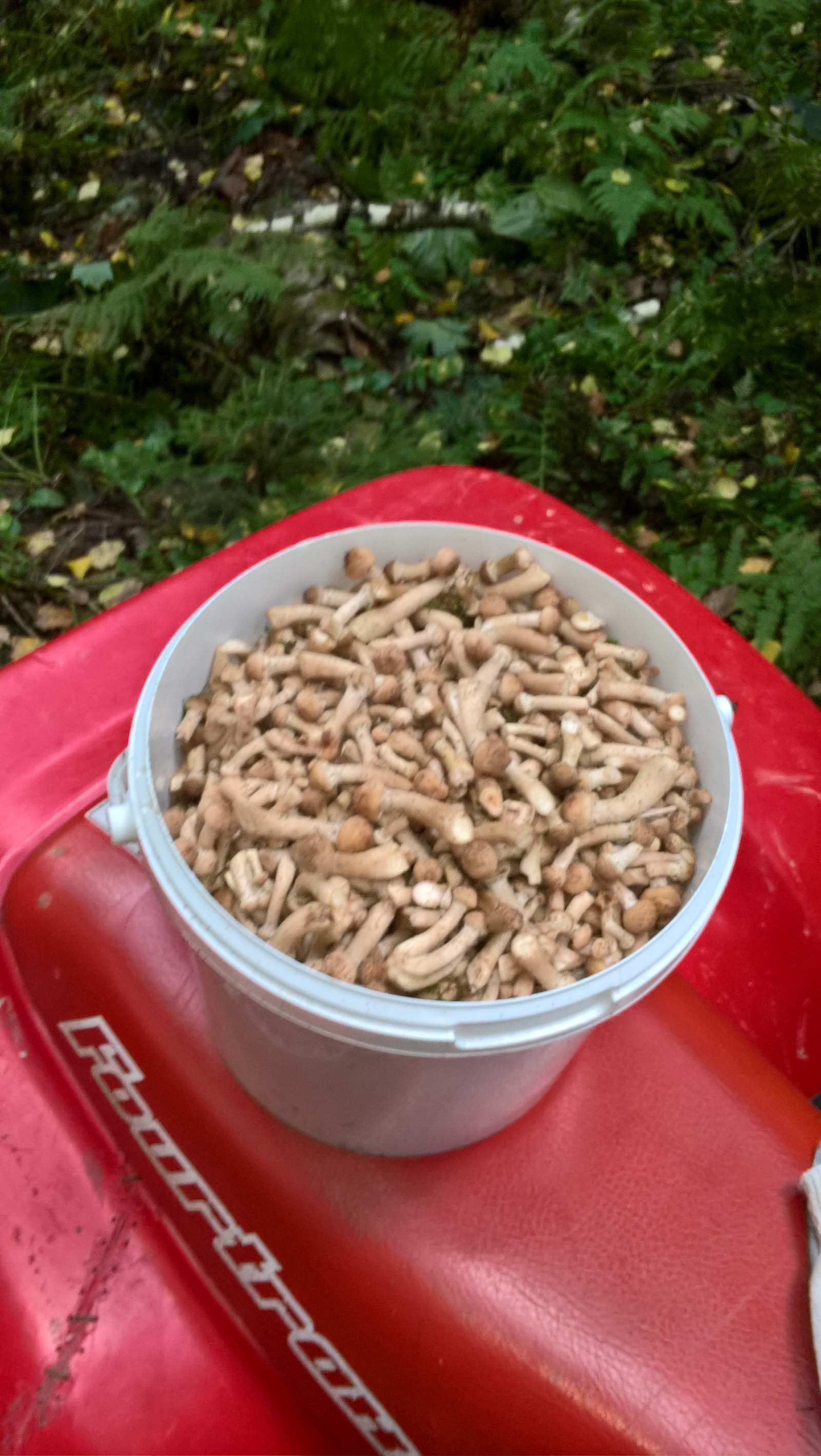 Went mushroom picking today - My, Tinao, Mushrooms, Honey mushrooms, Longpost