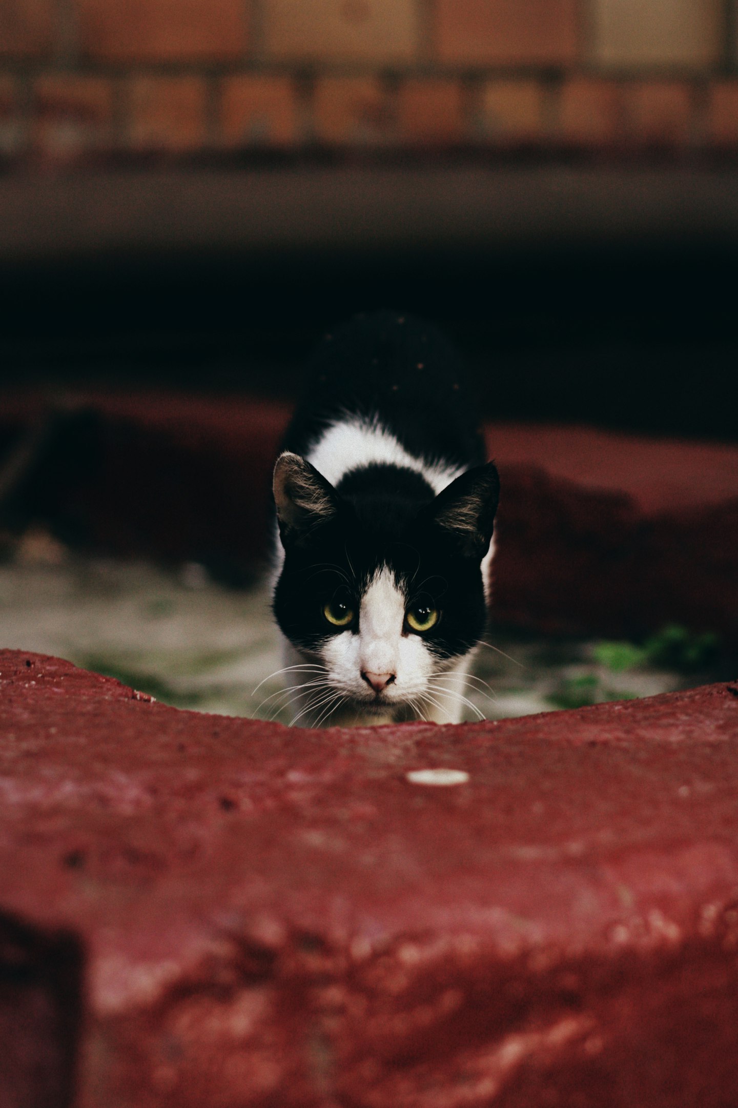 Уличные коты Оксаны Акерманн (часть 5) - Моё, Кот, Уличные кошки, Фотография, Улица, Оксана акерманн, Длиннопост, Котыакерманн, Россия