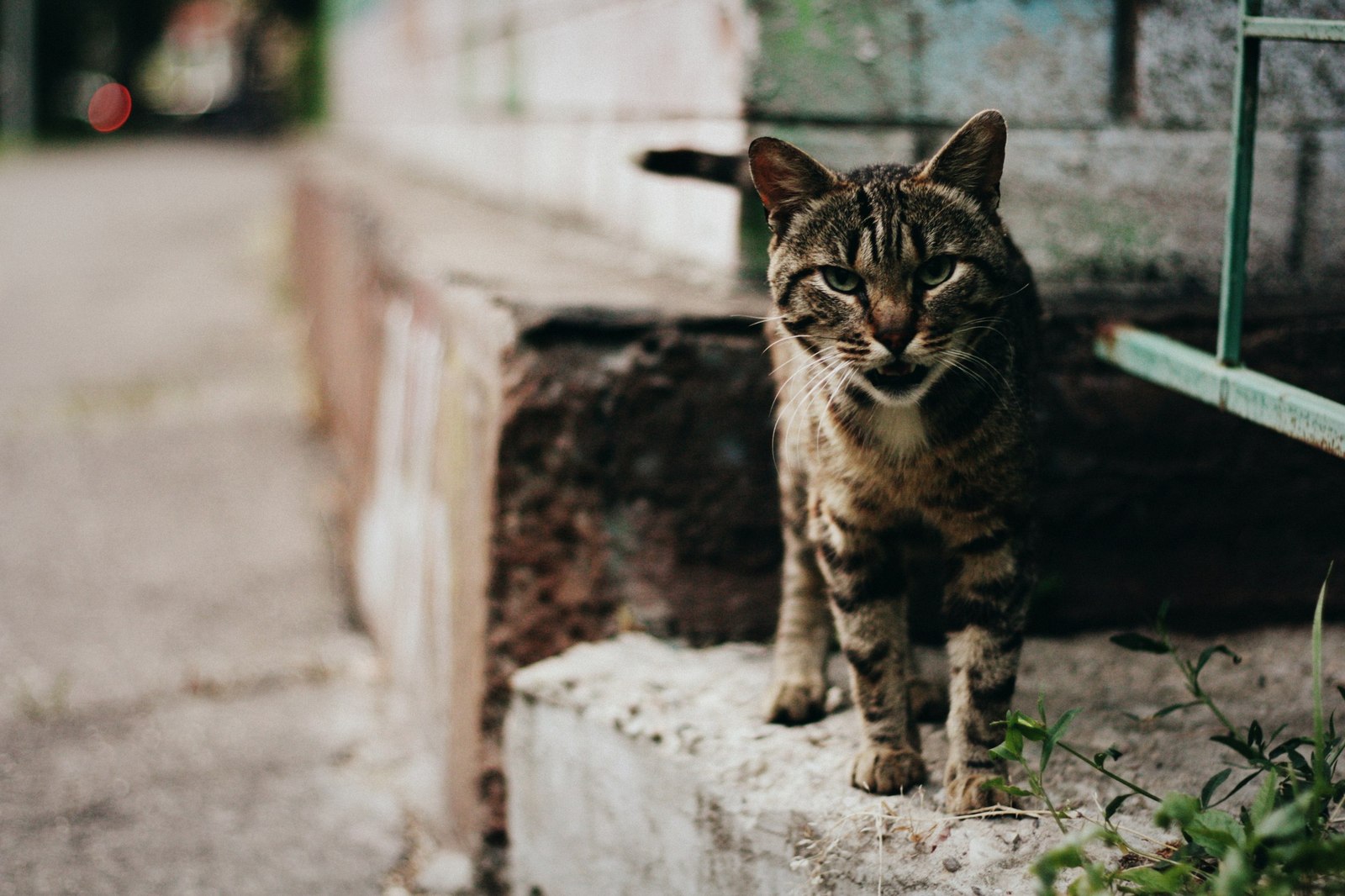 Уличные коты Оксаны Акерманн (часть 5) - Моё, Кот, Уличные кошки, Фотография, Улица, Оксана акерманн, Длиннопост, Котыакерманн, Россия