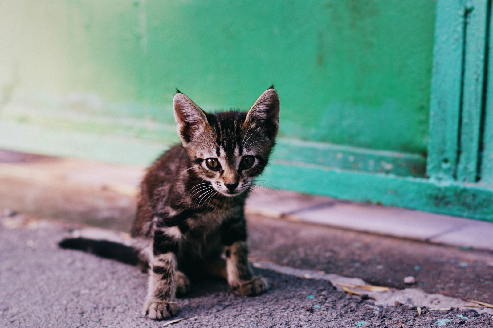 Уличные коты Оксаны Акерманн (часть 5) - Моё, Кот, Уличные кошки, Фотография, Улица, Оксана акерманн, Длиннопост, Котыакерманн, Россия