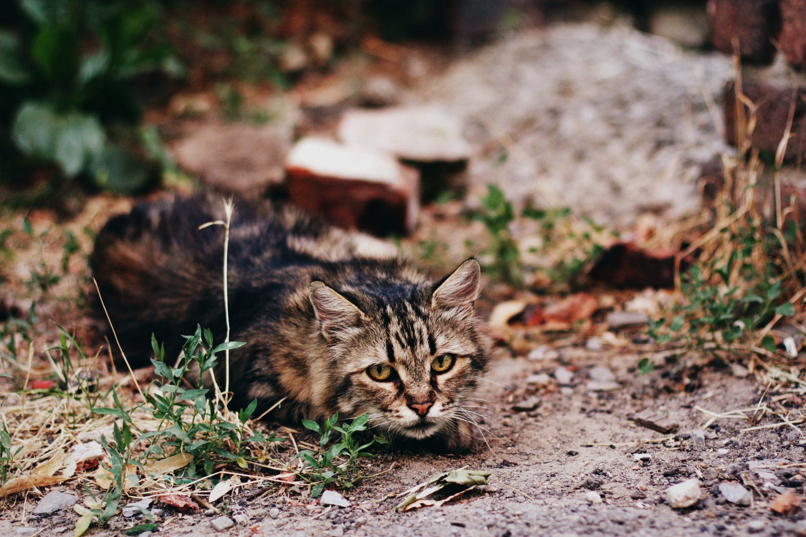 Уличные коты Оксаны Акерманн (часть 5) - Моё, Кот, Уличные кошки, Фотография, Улица, Оксана акерманн, Длиннопост, Котыакерманн, Россия