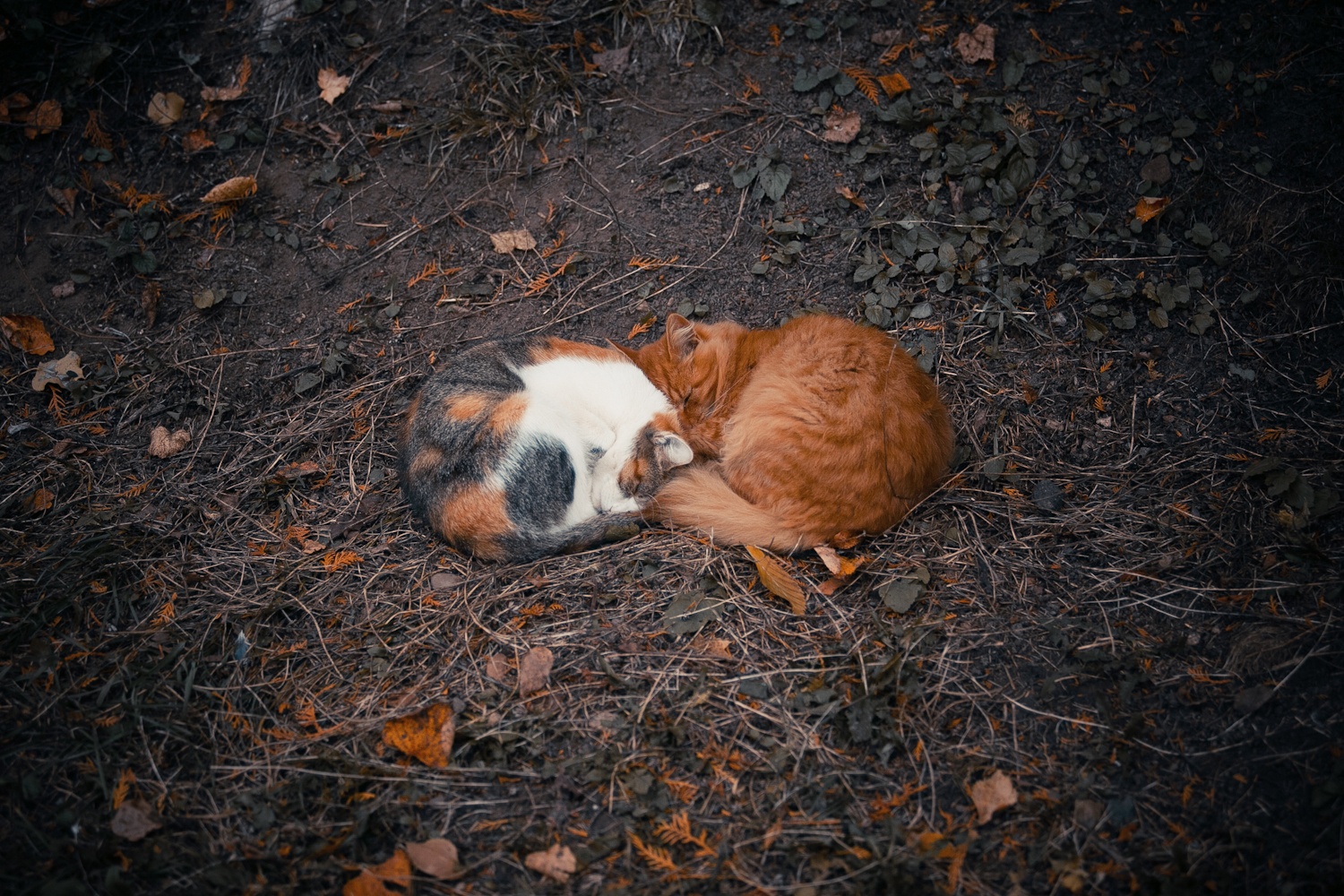 Котики в усадьбе Марфино - Моё, Кот, Марфино, Длиннопост