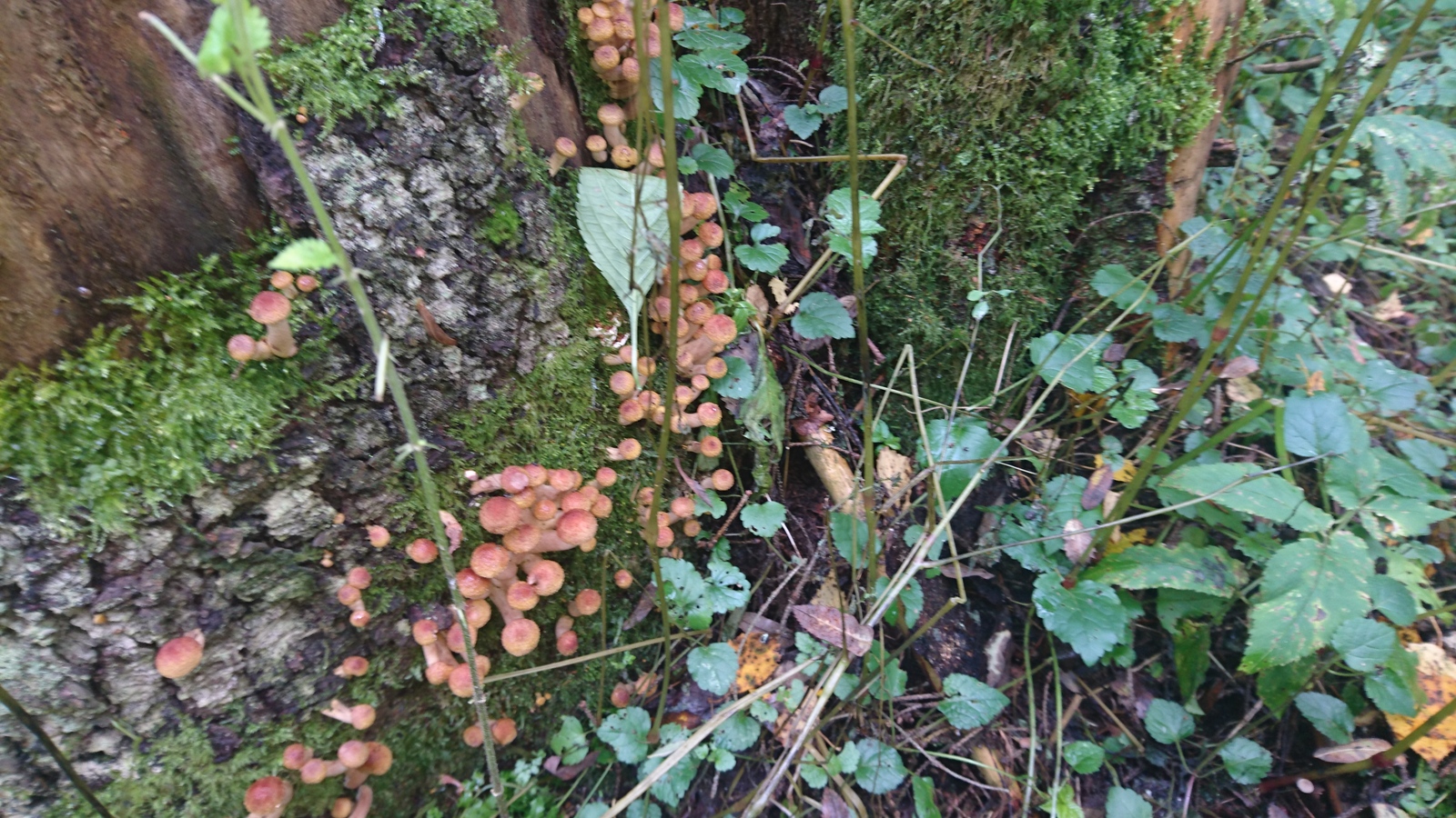 Honey mushrooms are attacking! - My, , Honey mushrooms, Mushroom pickers, Silent hunt, Autumn, Longpost