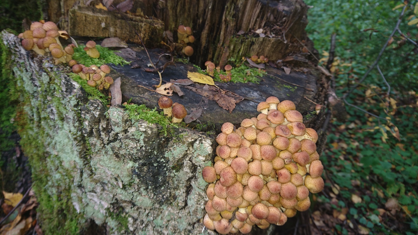 Honey mushrooms are attacking! - My, , Honey mushrooms, Mushroom pickers, Silent hunt, Autumn, Longpost