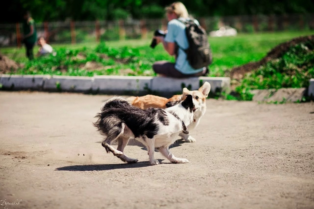 Corgi Fridays Part Seven Sports - My, Dog, Corgi, Longpost, Video