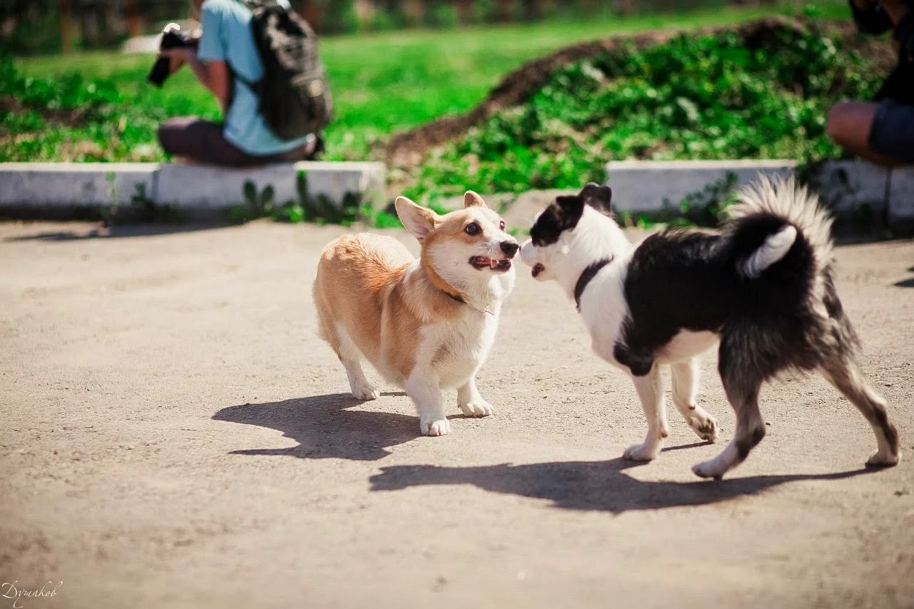 Corgi Fridays Part Seven Sports - My, Dog, Corgi, Longpost, Video