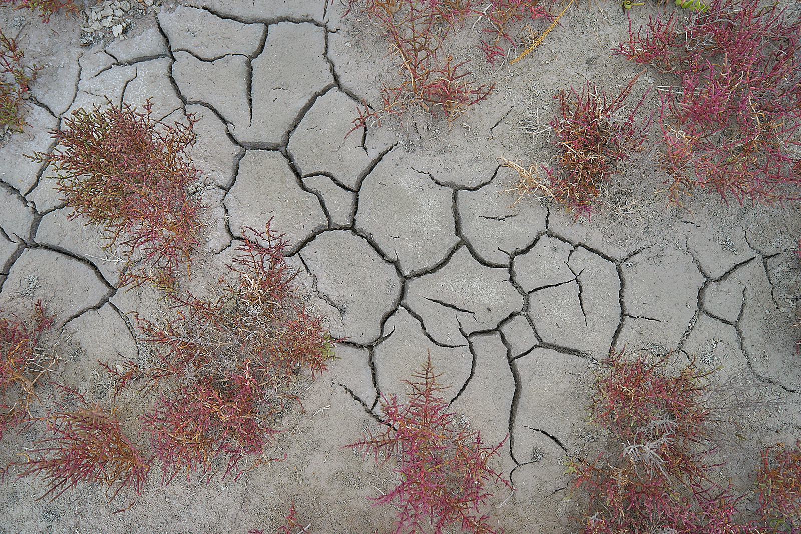 Salt is mined here. Salt lakes near the city of Saki (Crimea). Some species are simply Martian). Shot on Sony A7, 24-70/4 ZA - My, Longpost, Landscape, Sony