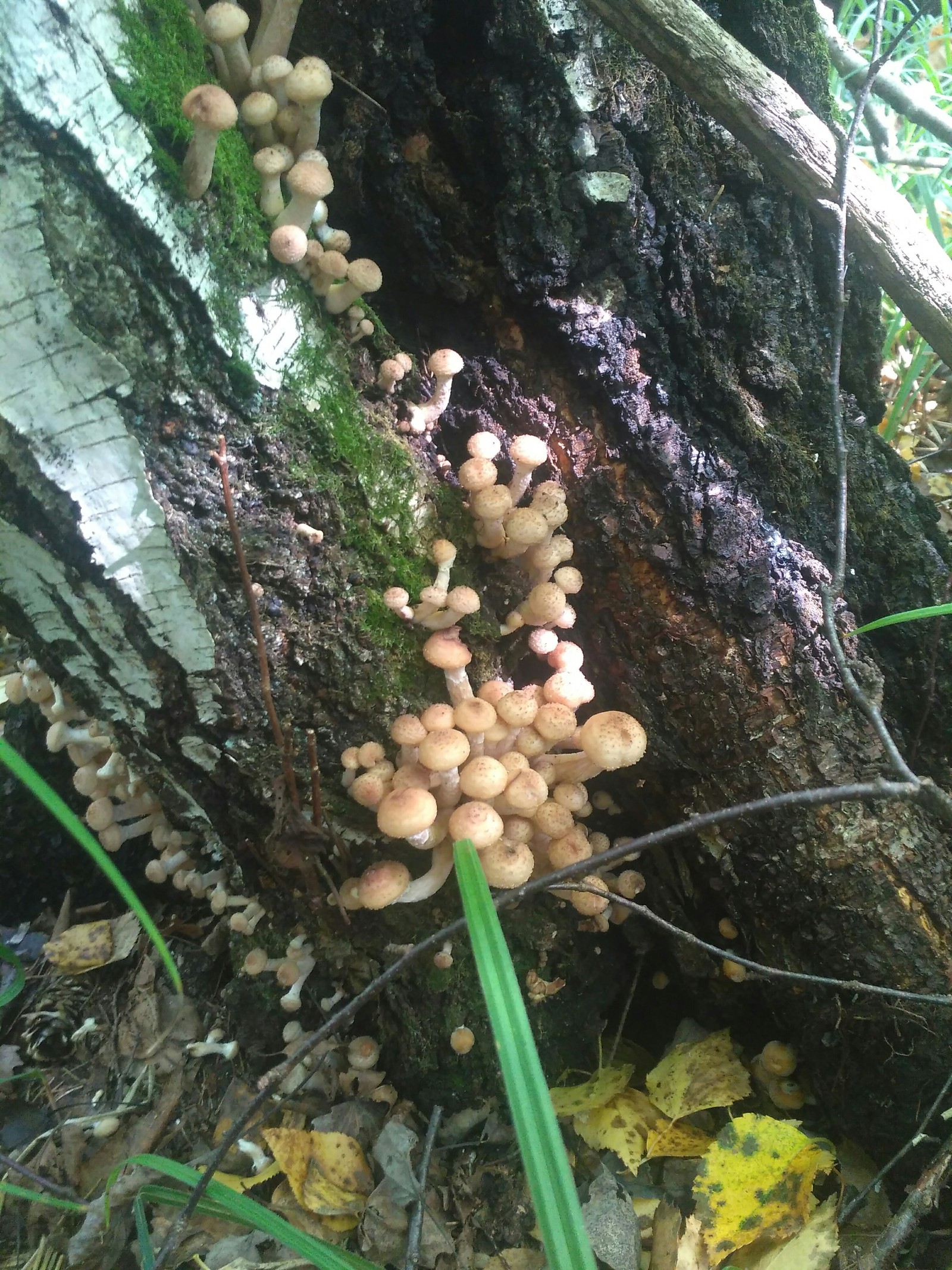 When lunch is good :) - My, Mushrooms, Honey mushrooms, Longpost