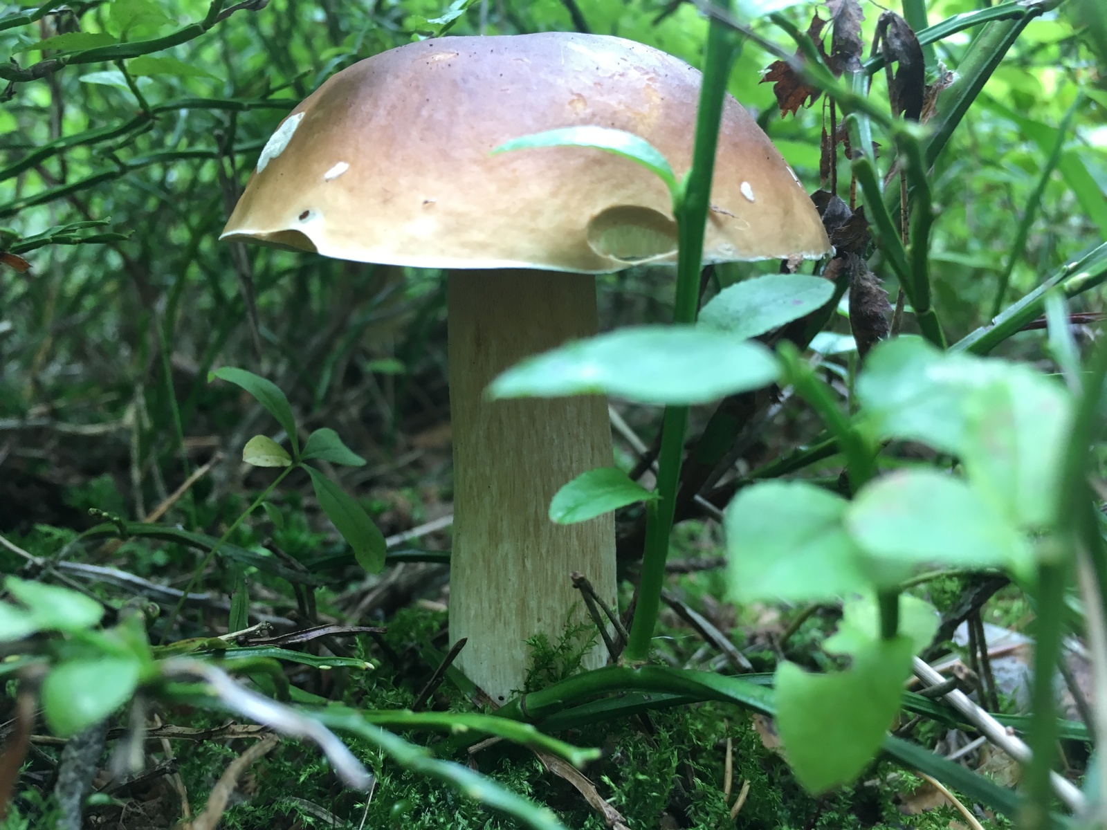 Silent hunt - My, White, Mushrooms, Longpost