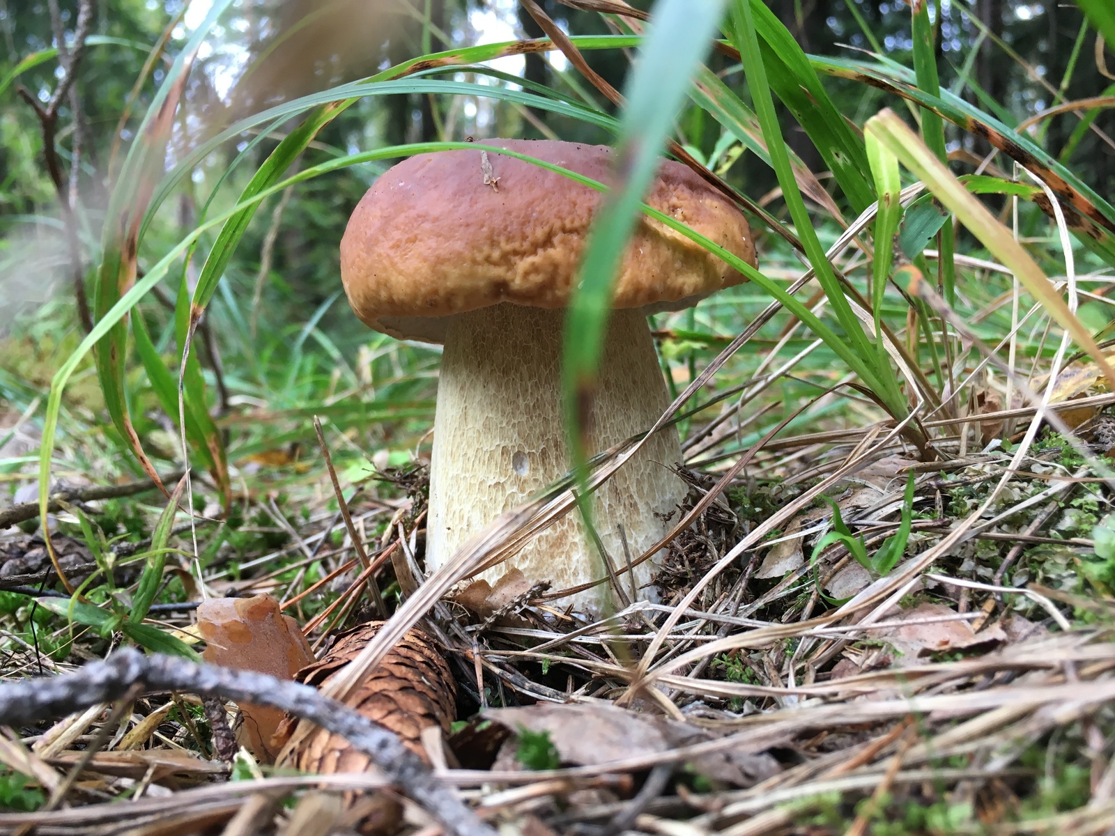 Silent hunt - My, White, Mushrooms, Longpost