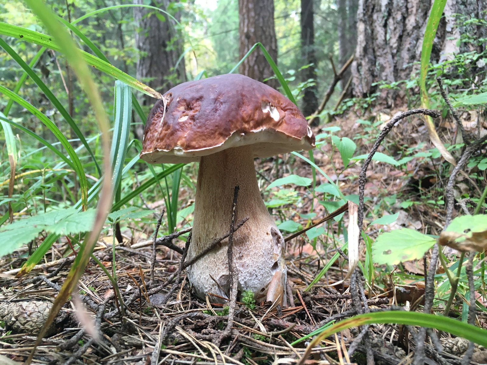 Silent hunt - My, White, Mushrooms, Longpost