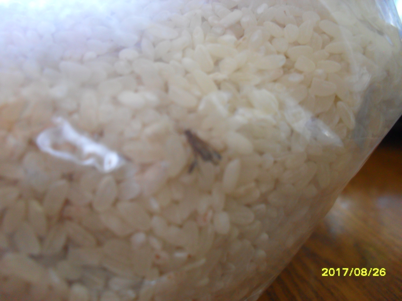 Import substitution works. - My, Rice, Insects, Russian production, Longpost