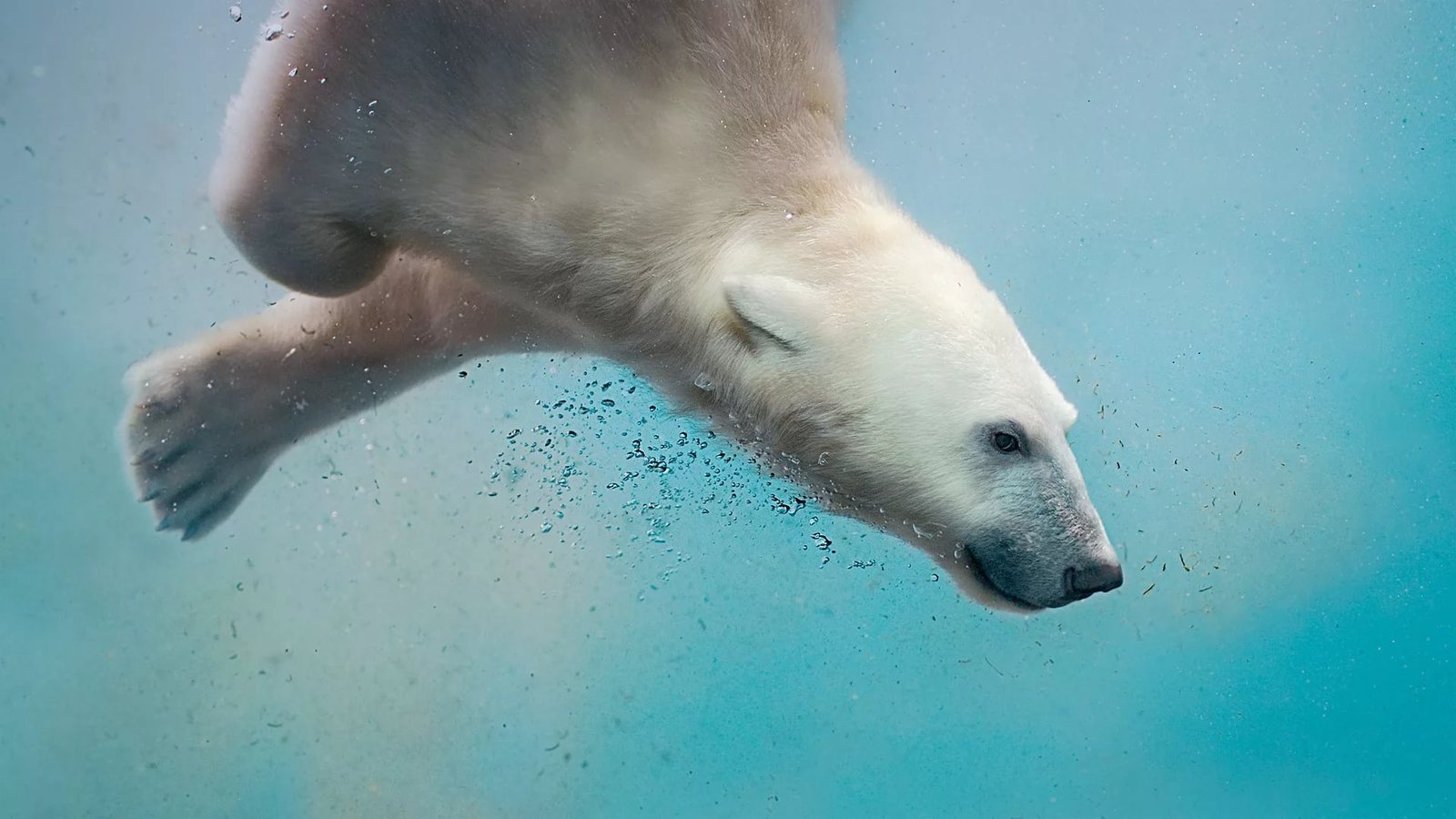 Under the water - , Water, Polar bear, beauty of nature