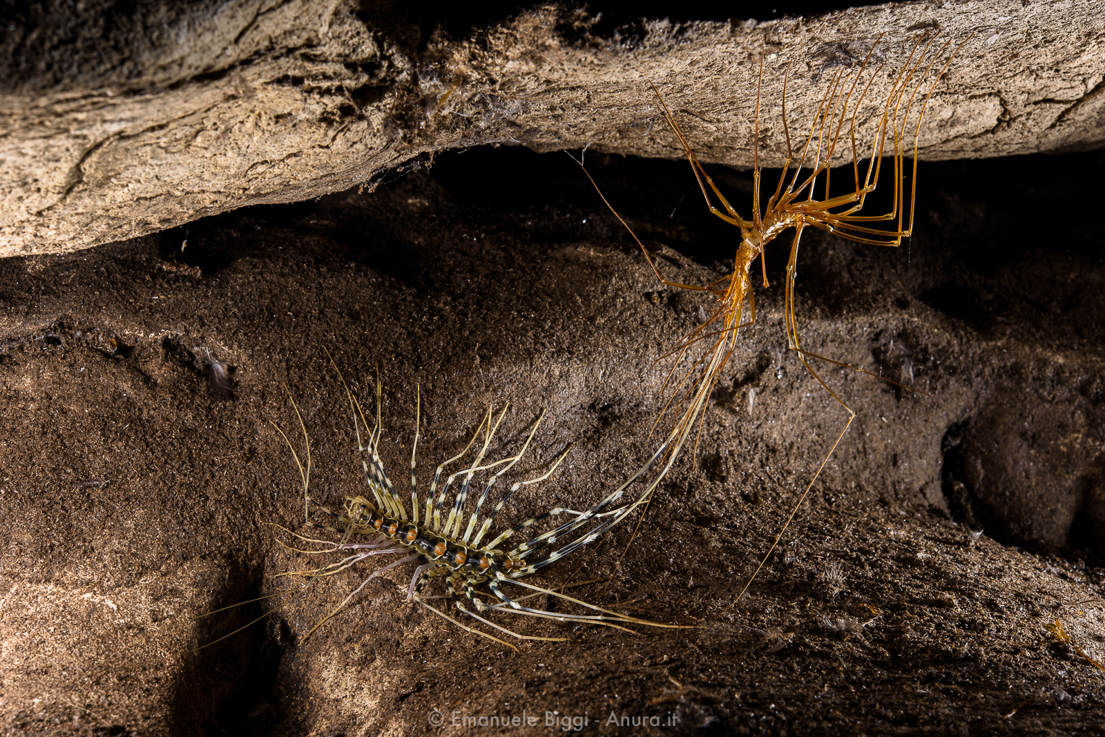 Blackberry - My, Spider, Centipede, cat, Arachnophobia, Longpost