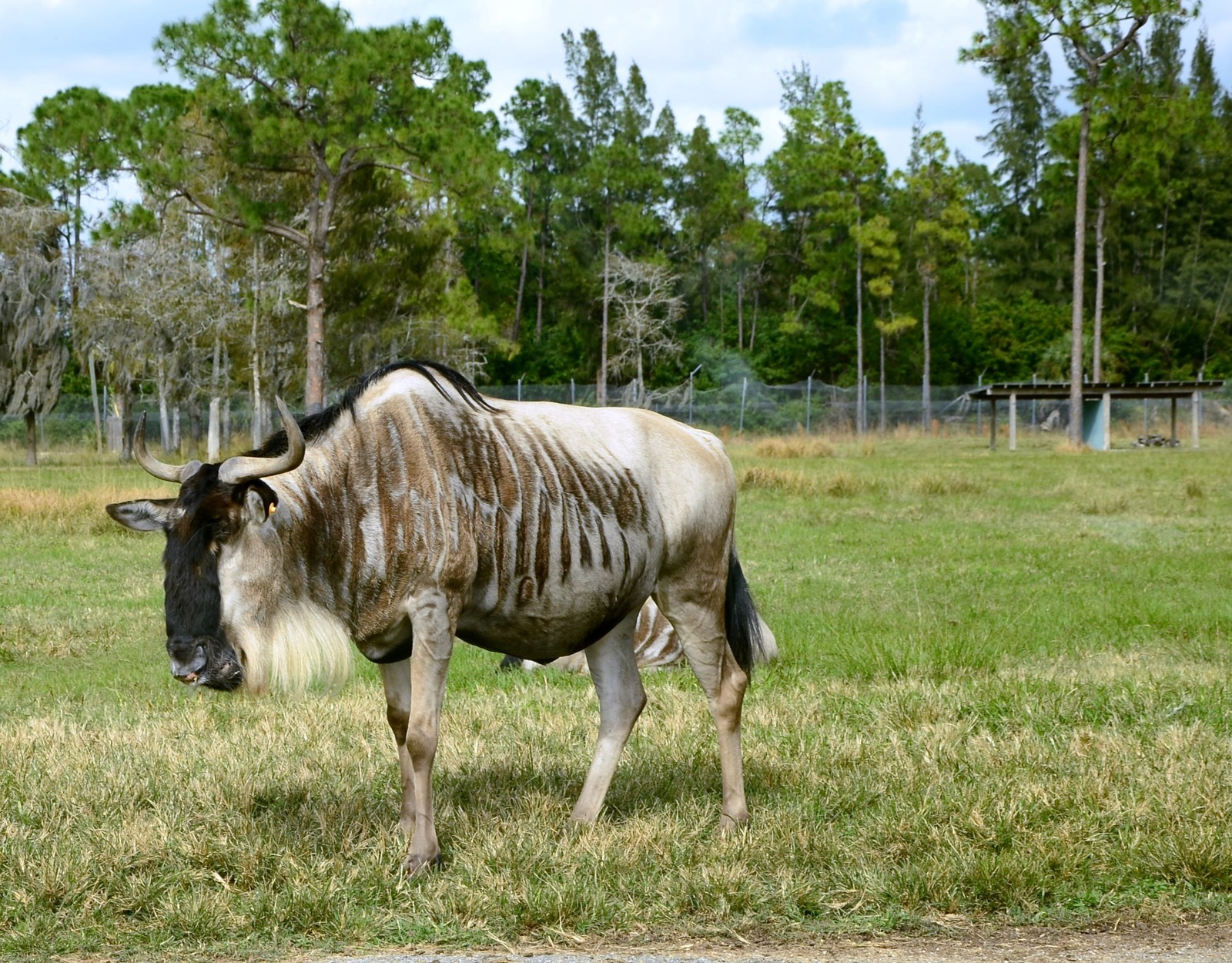 Safari Zoo - My, Nikon d7100, Nikon d5100, Longpost