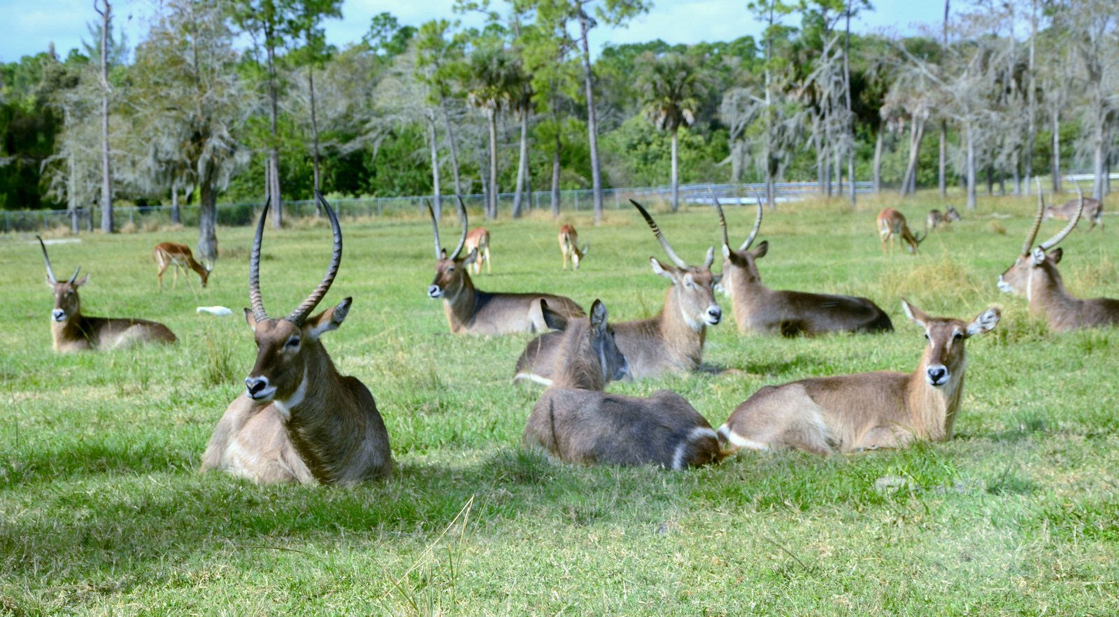 Safari Zoo - My, Nikon d7100, Nikon d5100, Longpost