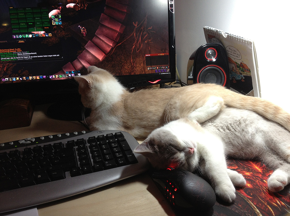 We can't imagine Blizzard without pets. Who lives in the company's offices - My, Blizzard, Pet, Animals, Pets, Longpost, cat, Dog