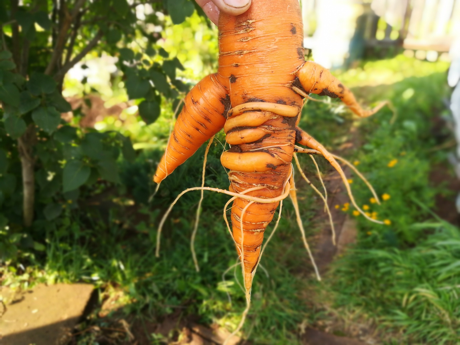 It seems to me that Cthulhu has revived in my garden. - My, Carrot, Harvest, Cthulhu, Similarity, Longpost