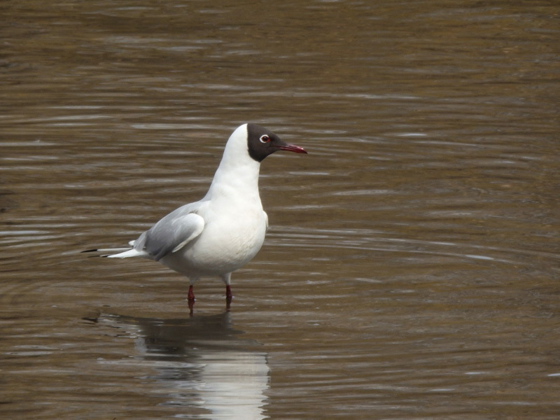 black-headed gull - My, Birds, Nature