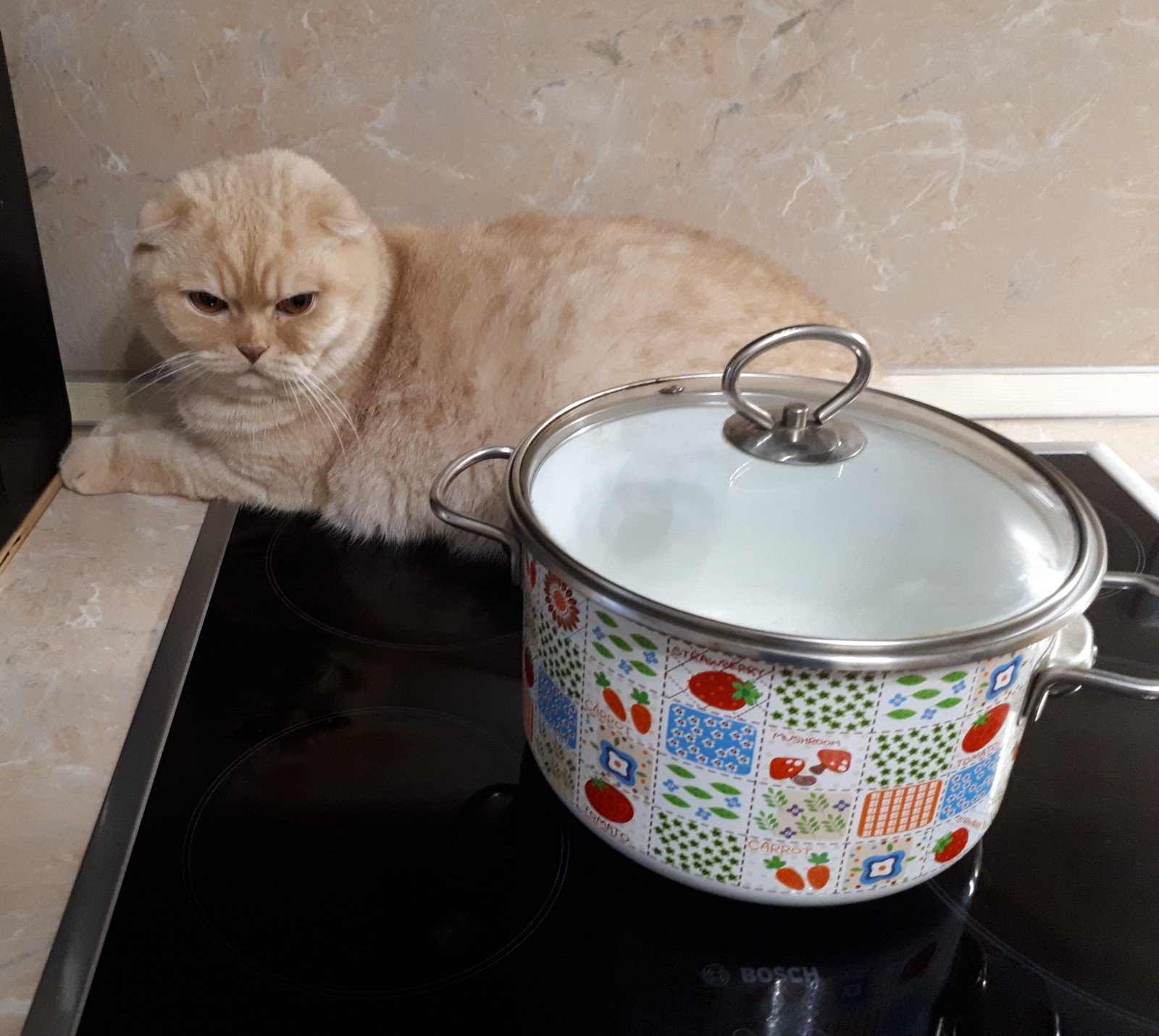 And then, soup with a cat... - cat, Cat lovers, Catomafia, Dinner, Soup