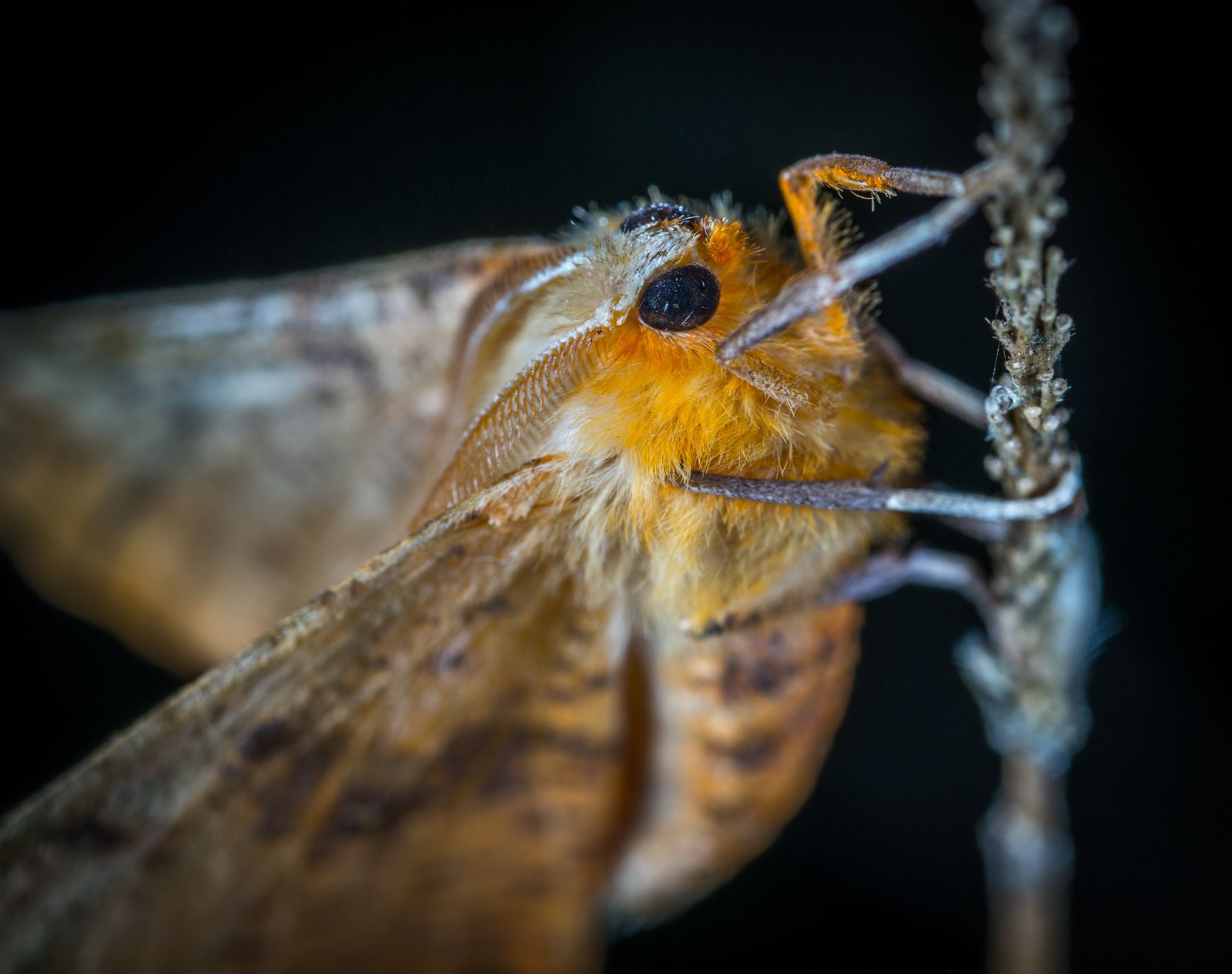 Butterfly - My, Macro, Insects, Butterfly, Mp-e 65 mm, Longpost, Macro photography